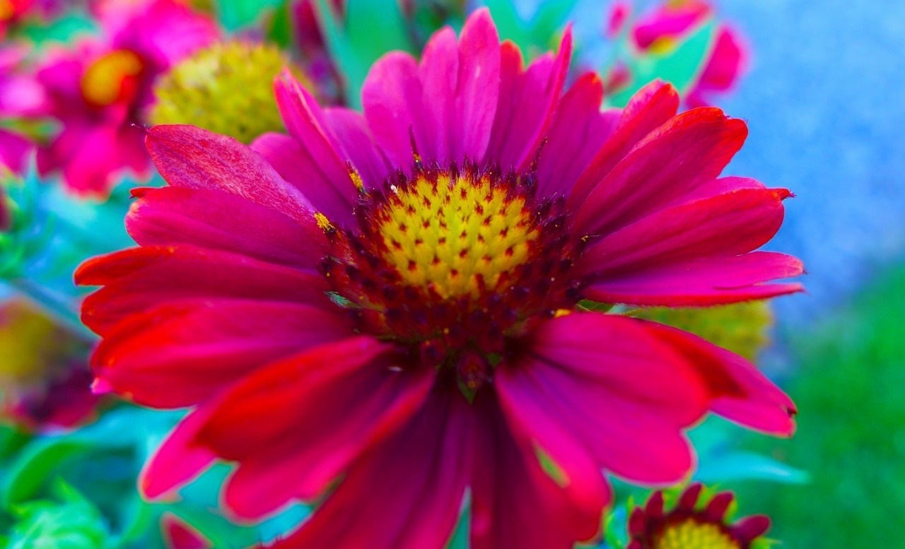 Close-up of a vibrant pink and yellow flower HD Wallpaper