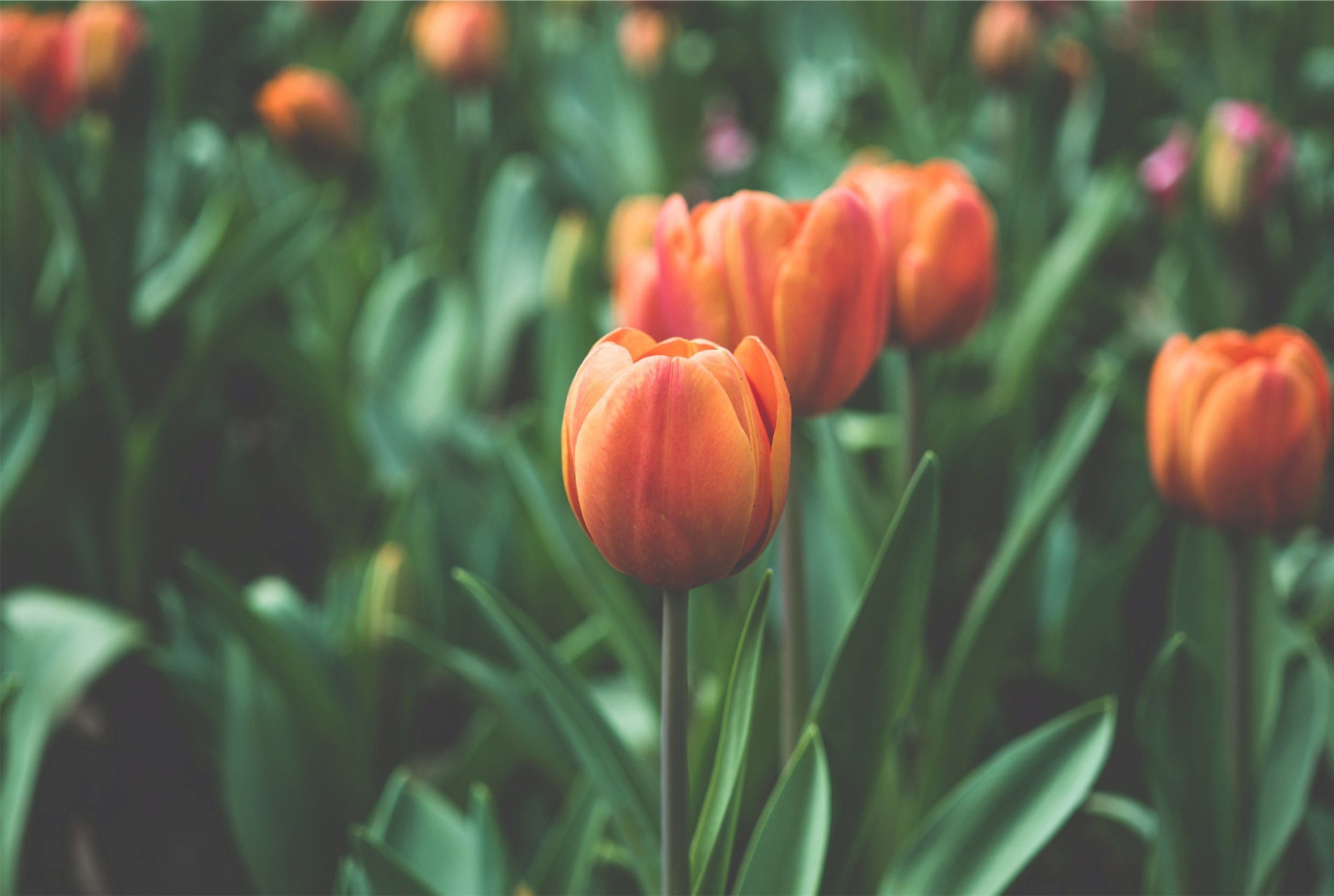 Orange tulips in a field of green leaves HD Wallpaper