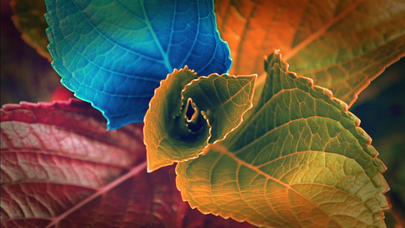 Close up of colorful autumn leaves HD Wallpaper