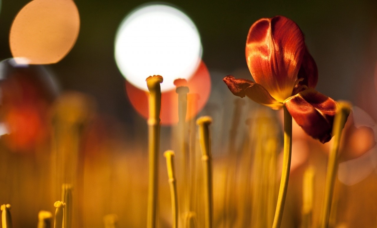 Close-up of a red tulip with bokeh lights HD Wallpaper