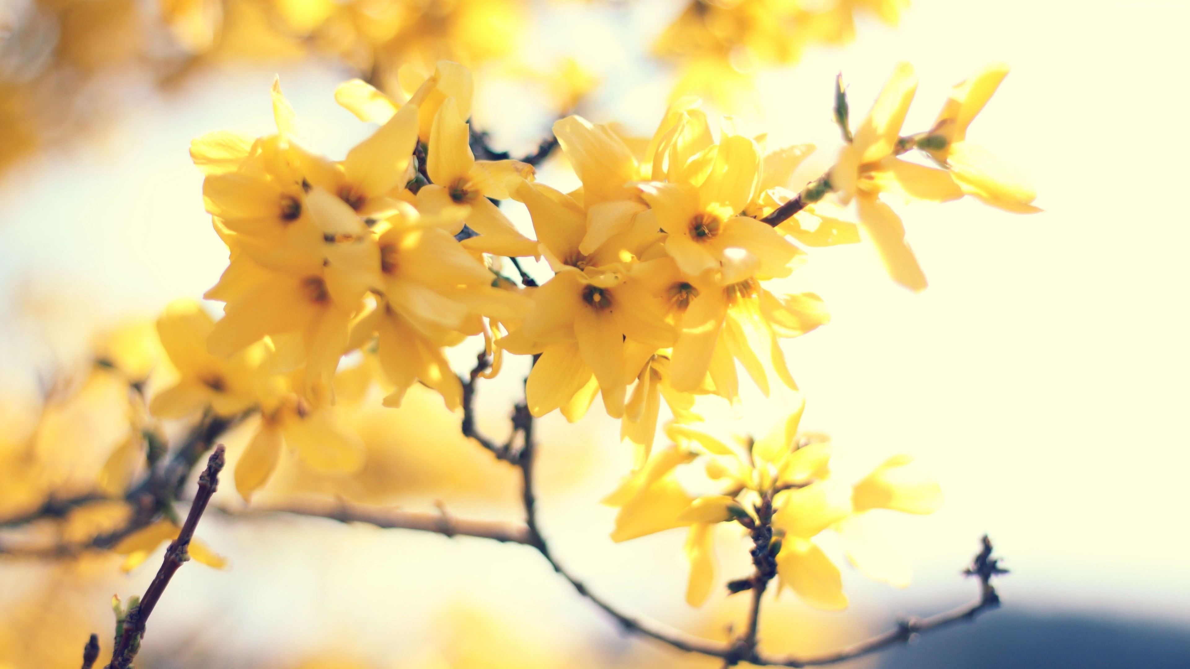 Yellow Forsythia Flowers on Branch 4K HD Wallpaper