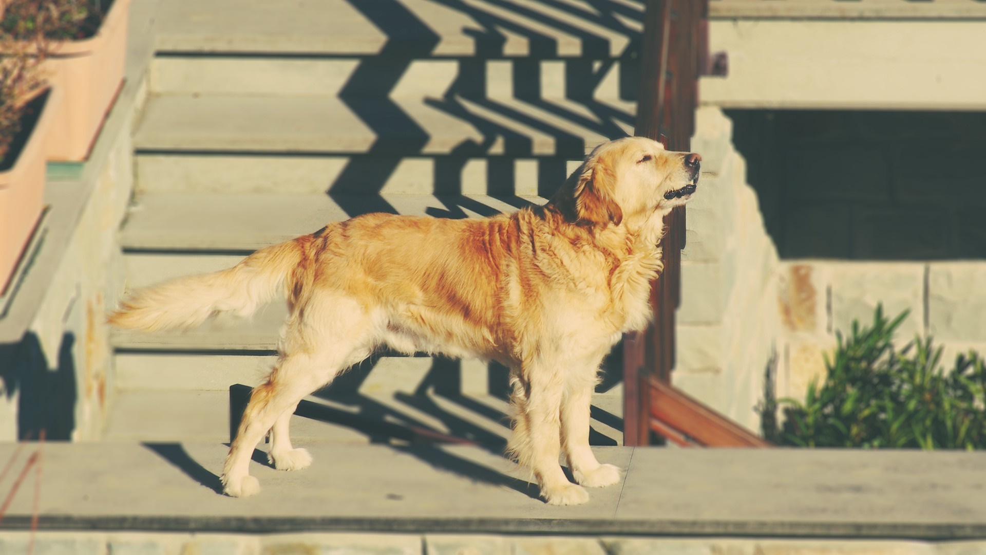Golden Retriever standing on steps in sunlight HD Wallpaper