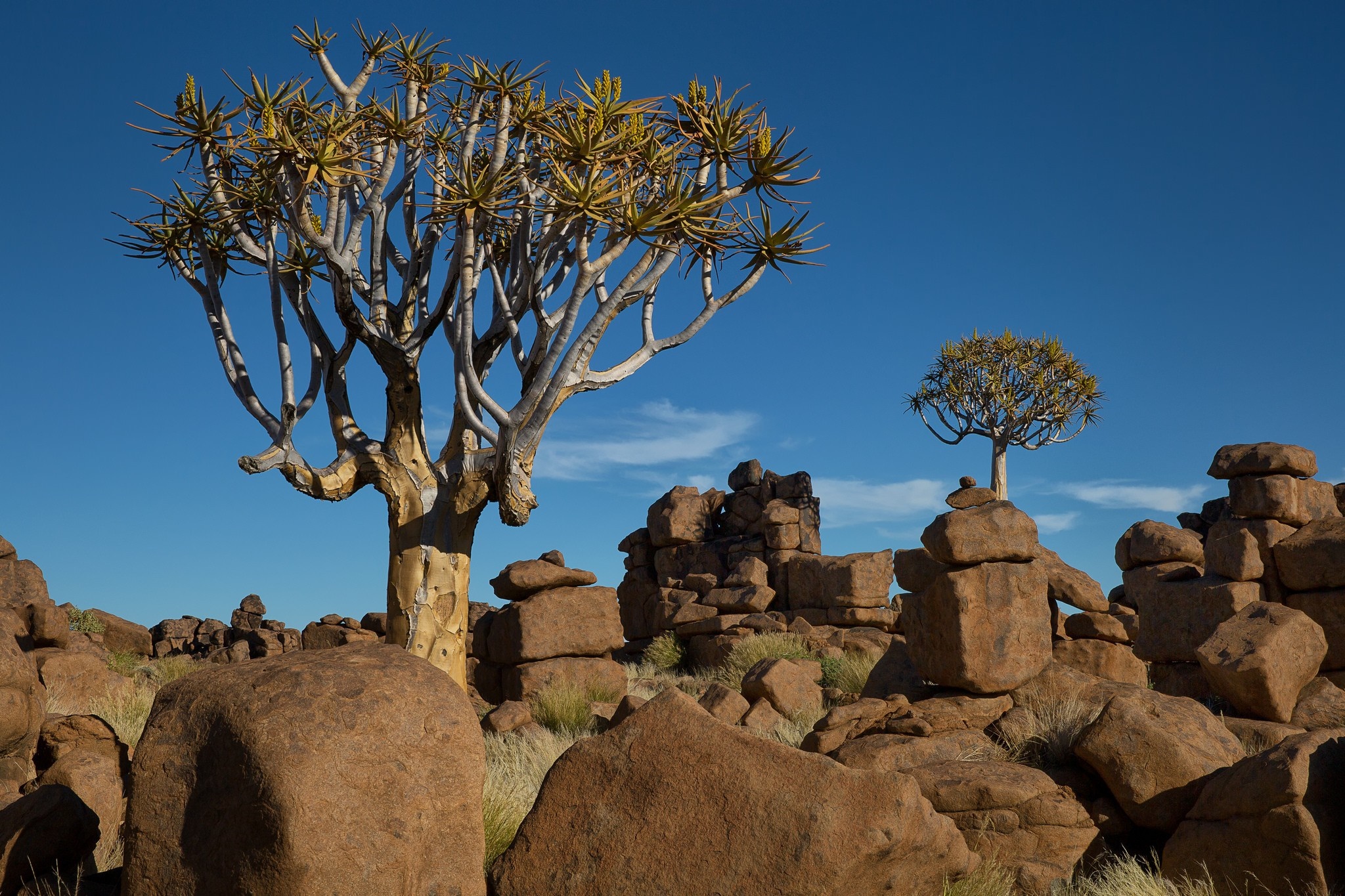 Quiver trees and rock formations in a desert landscape HD Wallpaper