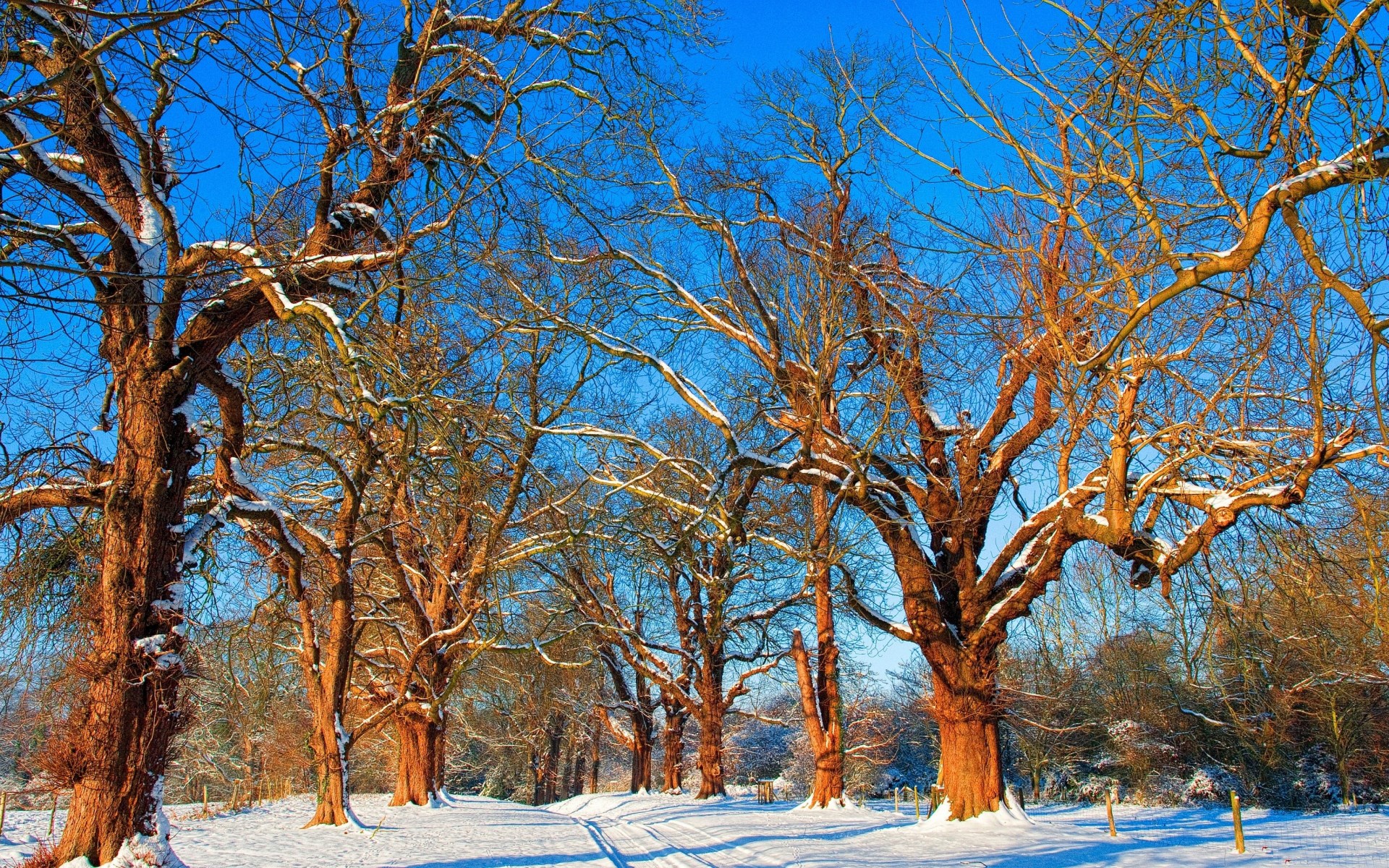 Bare trees covered in snow under a bright blue sky HD Wallpaper