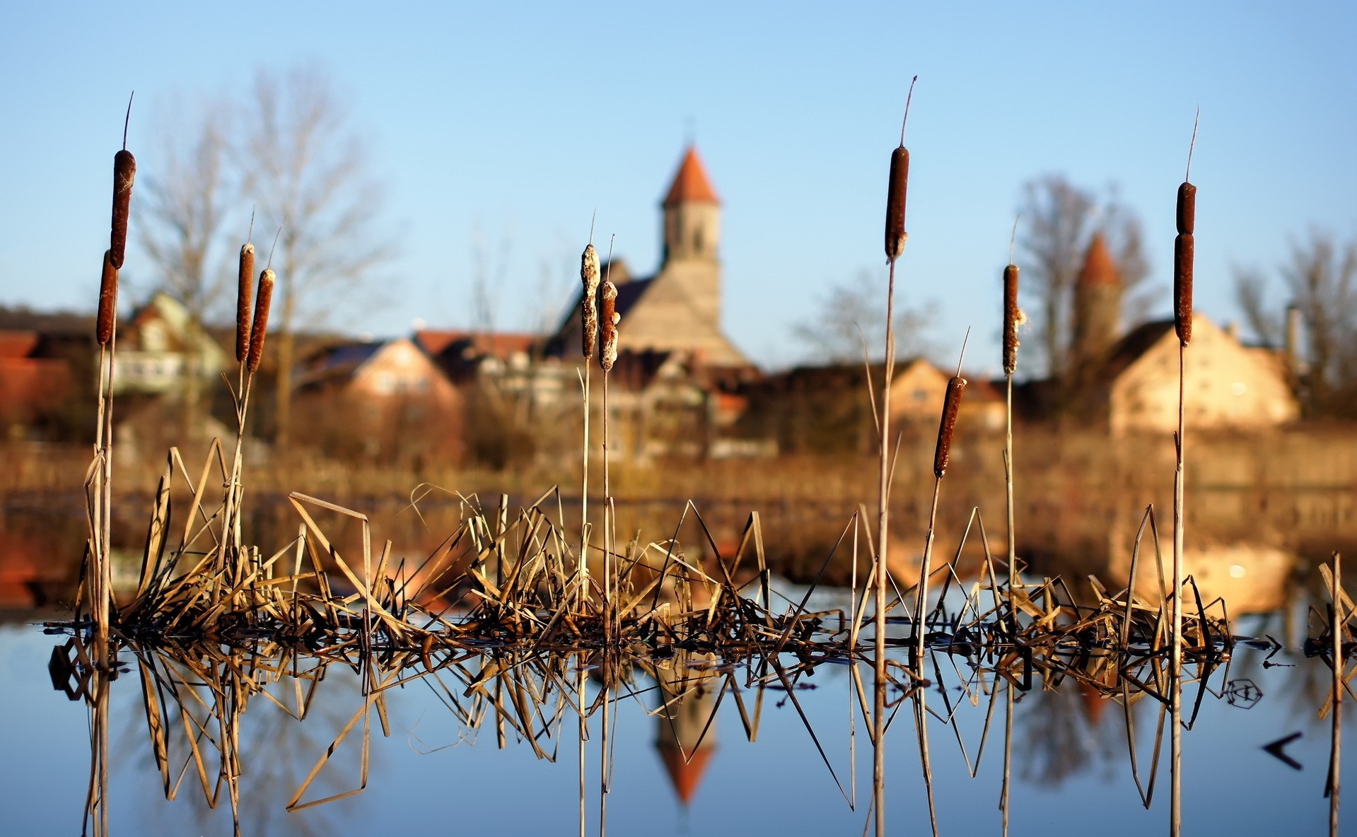 Cattails reflected in water with village and church in background HD Wallpaper
