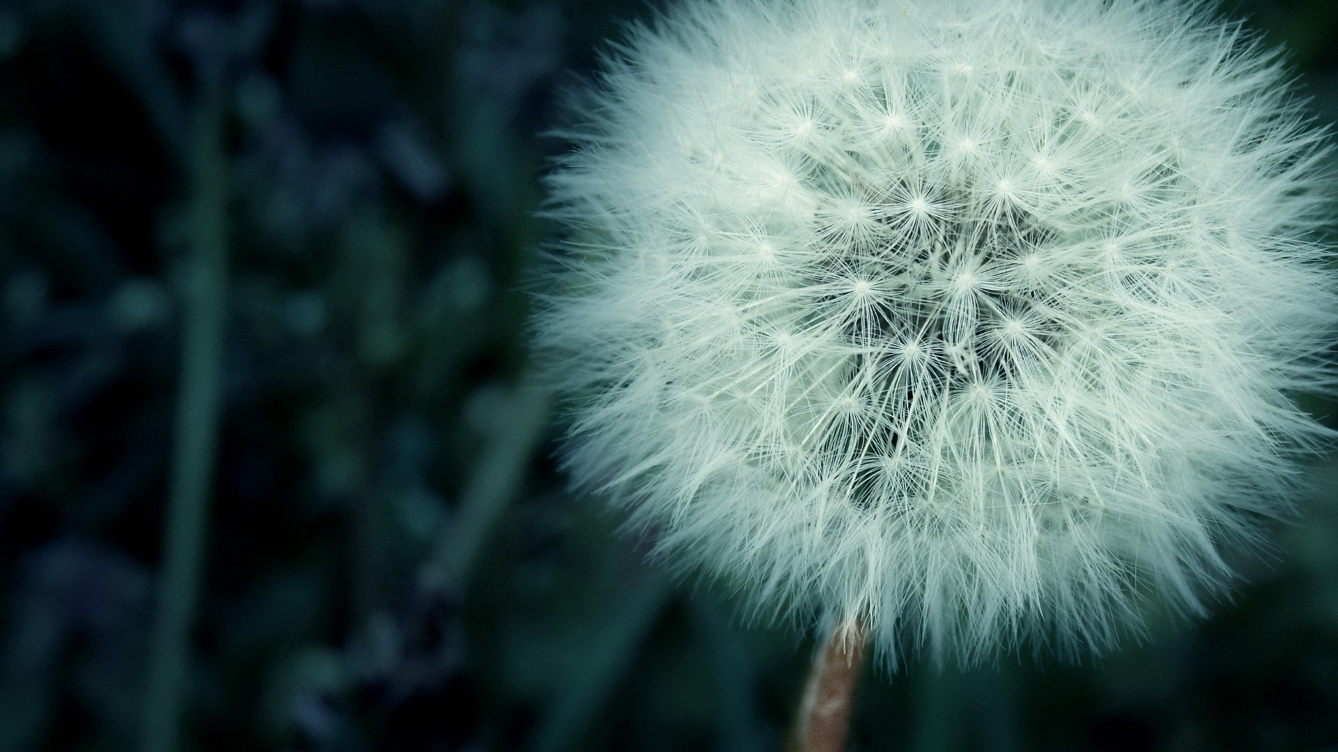 Close-up of a dandelion seed head HD Wallpaper