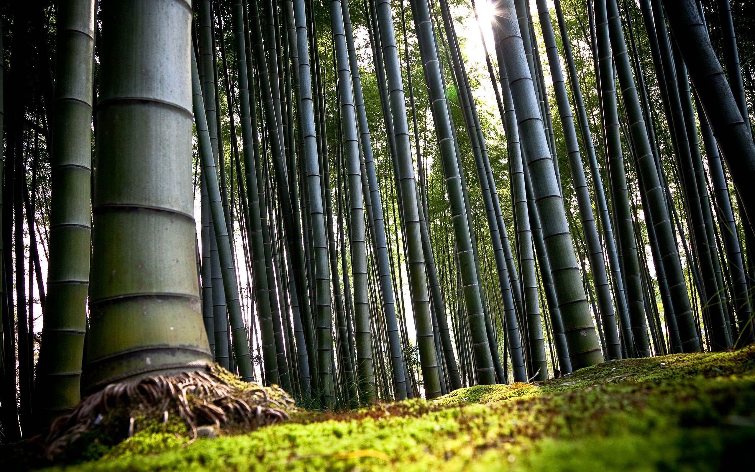 Bamboo forest with sunlight filtering through trees HD Wallpaper