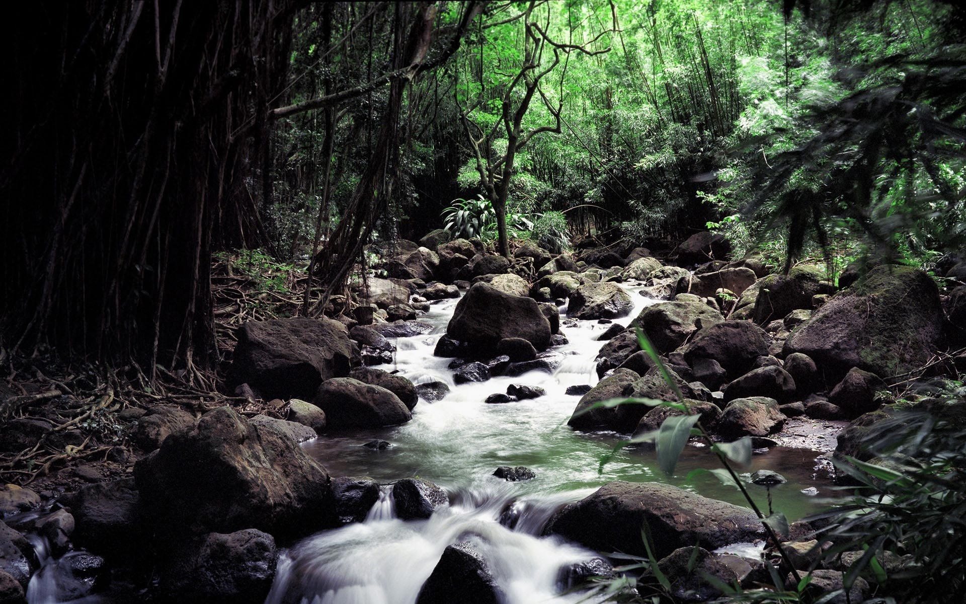 A rocky stream flows through a dense, green rainforest. HD Wallpaper
