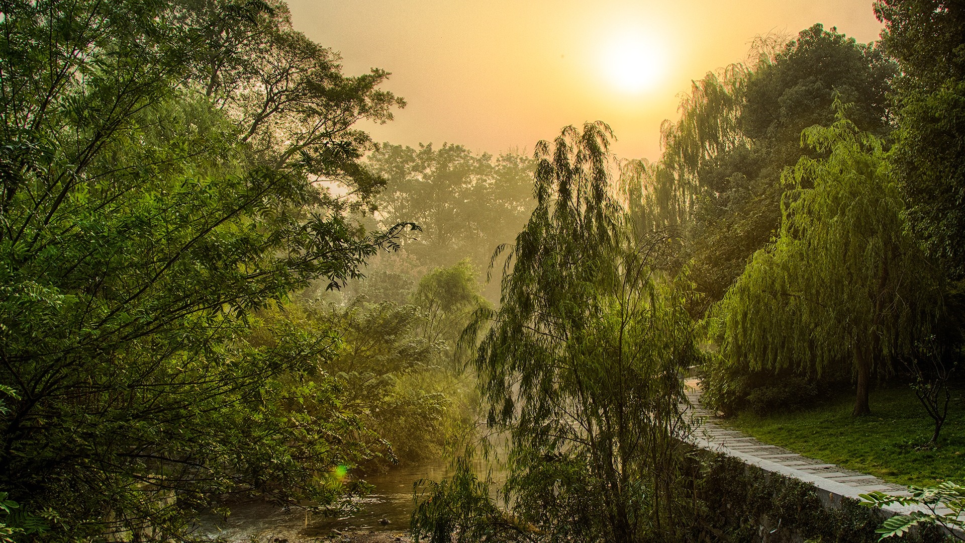 Misty morning sunlight over a forest with a river HD Wallpaper