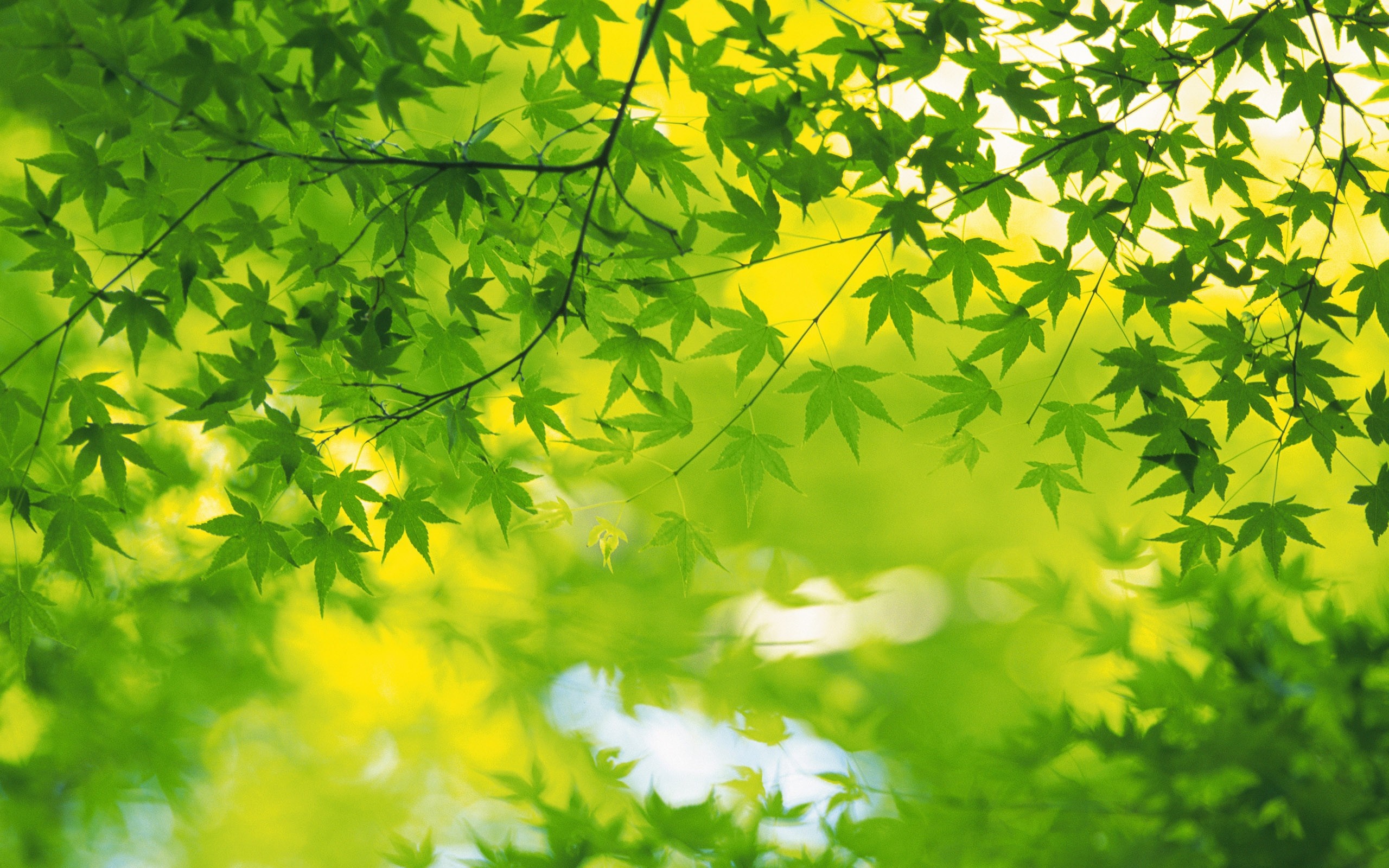Green maple leaves with sunlight filtering through HD Wallpaper