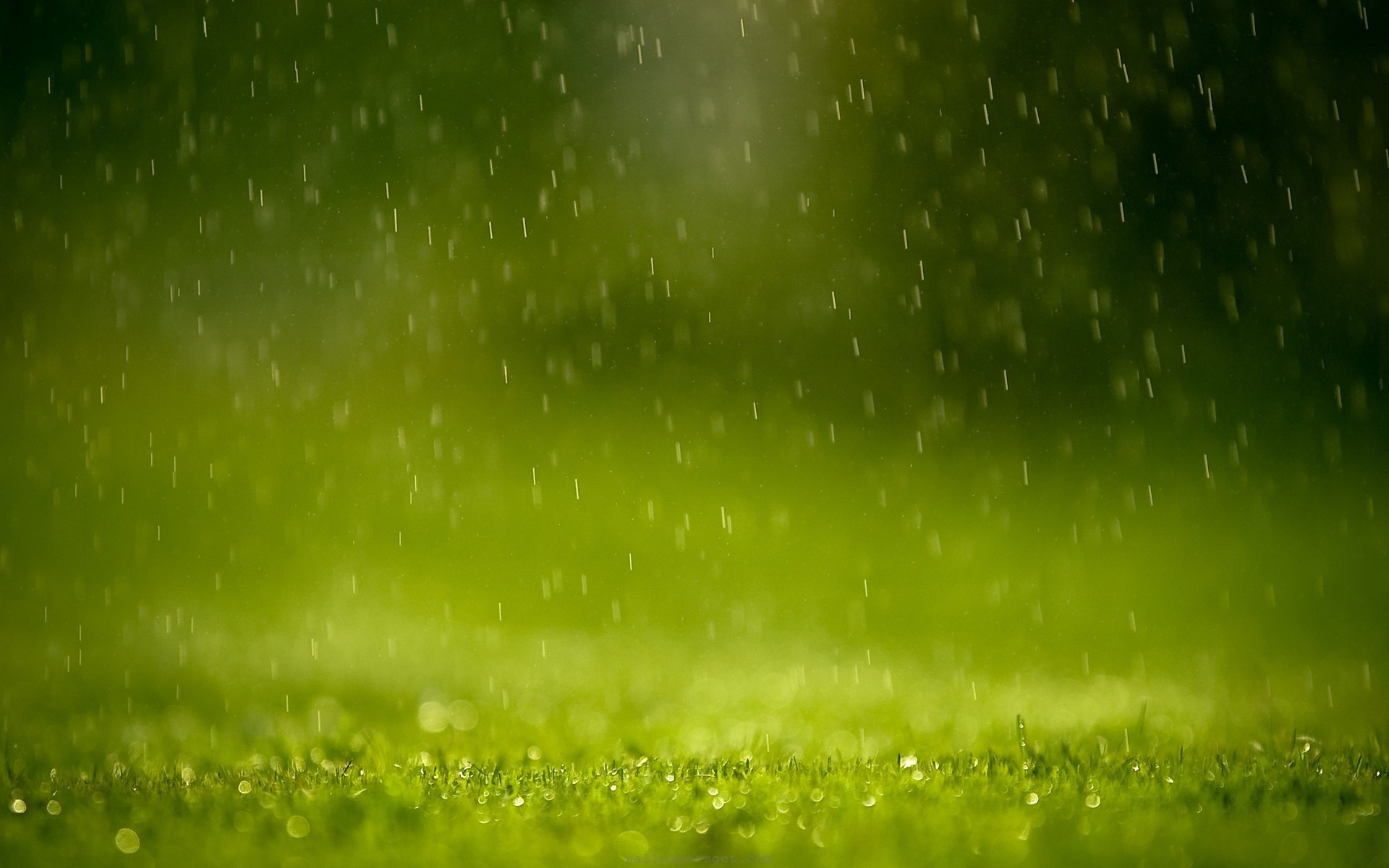 Rain falling on green grass HD Wallpaper