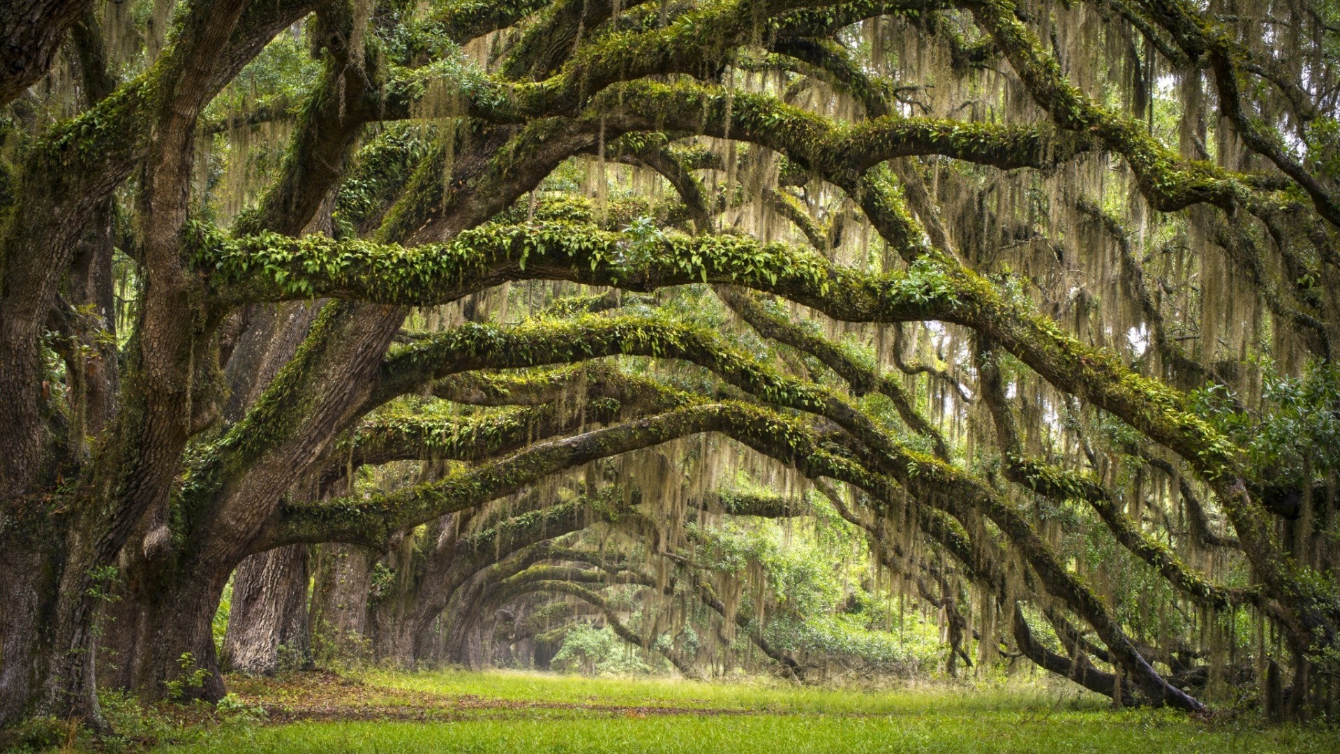 Avenue of Live Oaks draped in Spanish Moss HD Wallpaper
