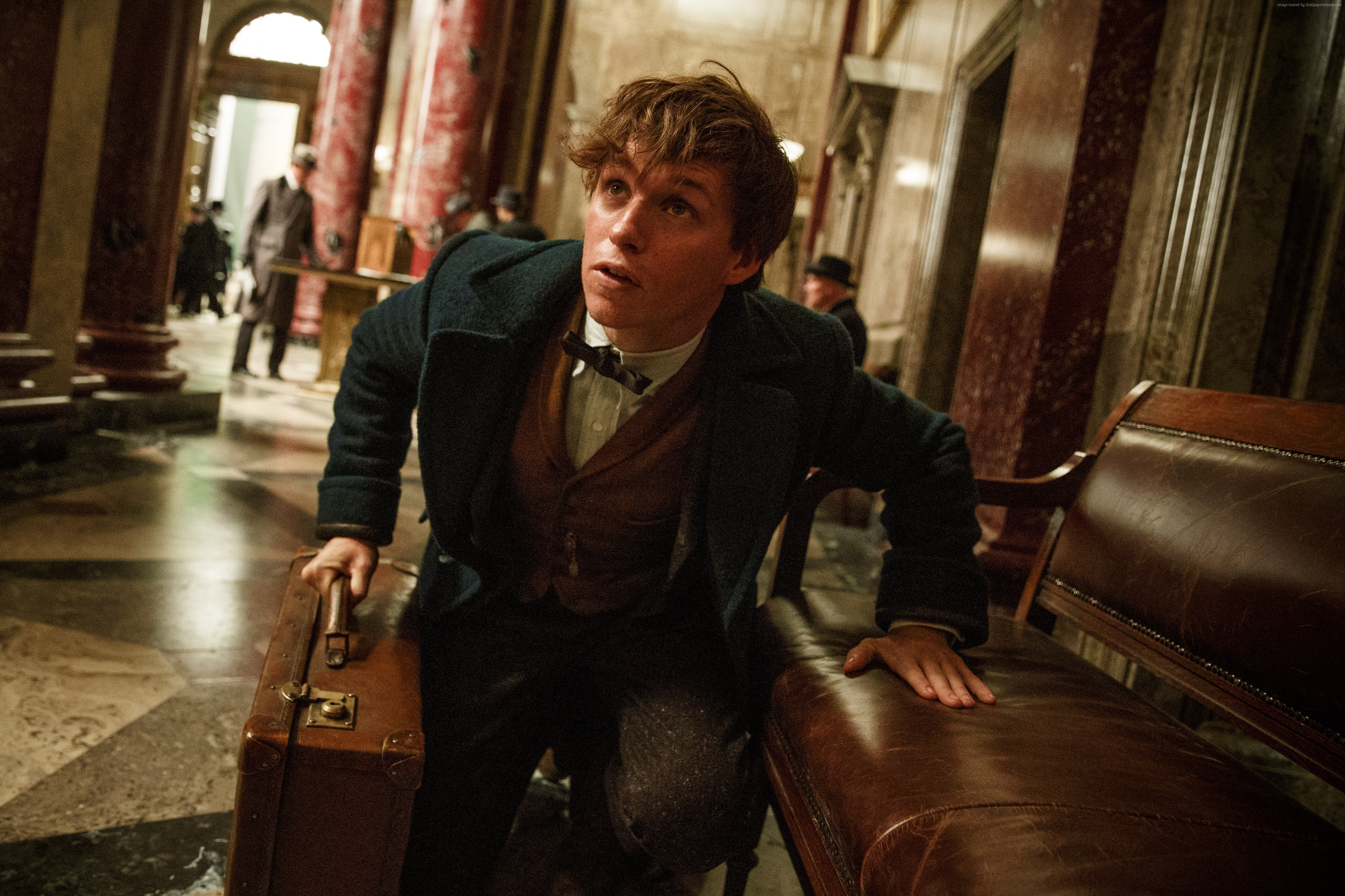 Newt Scamander from Fantastic Beasts And Where To Find Them HD Wallpaper