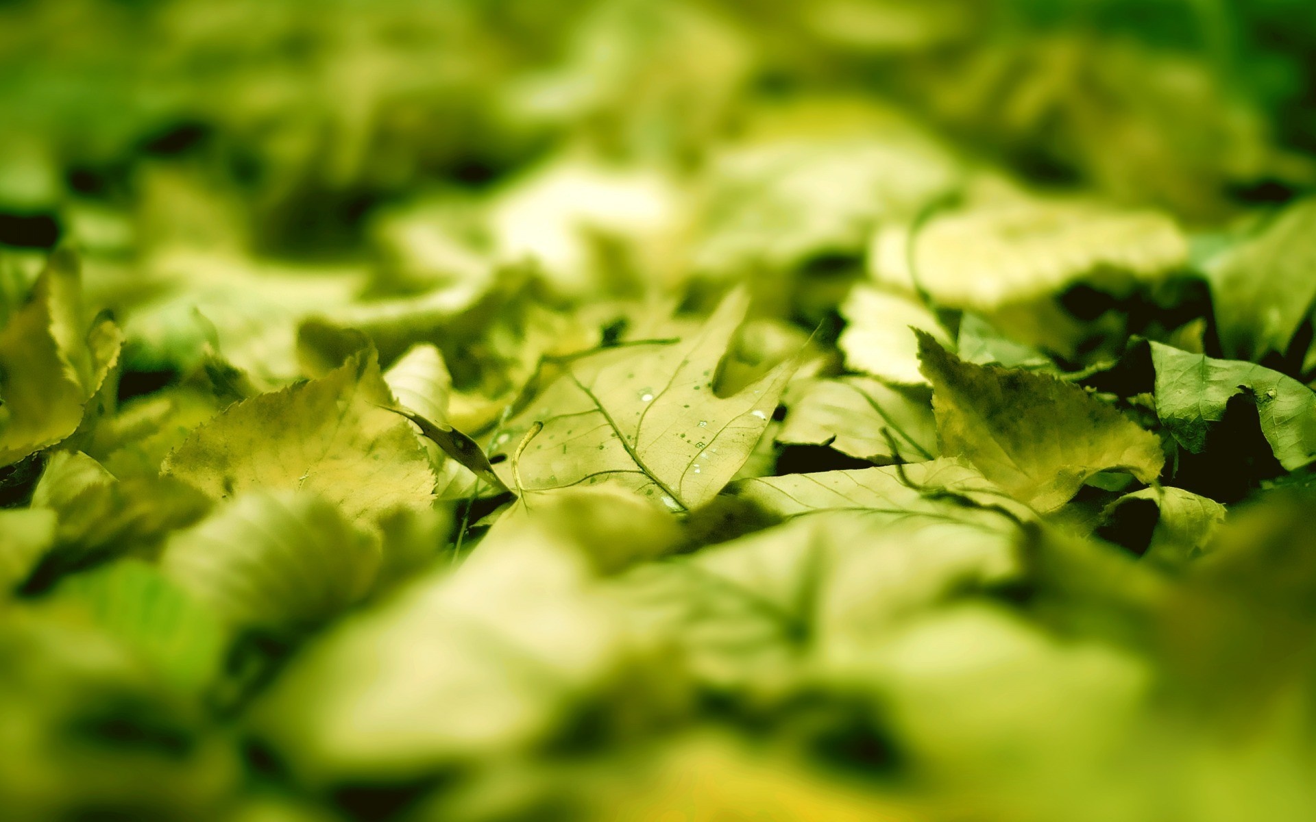 Close-up of fallen green and yellow leaves on the ground HD Wallpaper