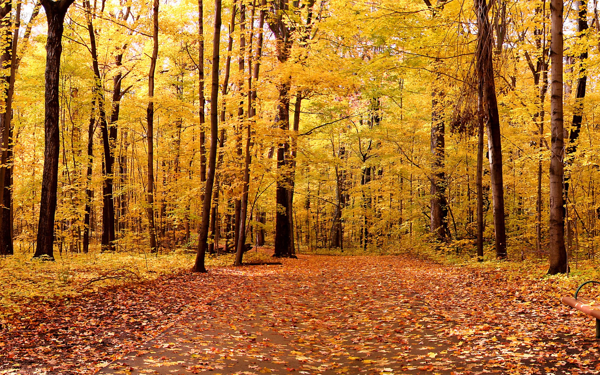 Autumn forest path with fallen leaves HD Wallpaper