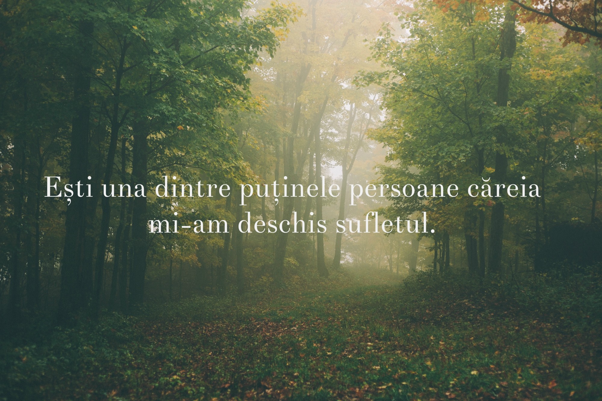 Quote about opening up in a misty forest HD Wallpaper