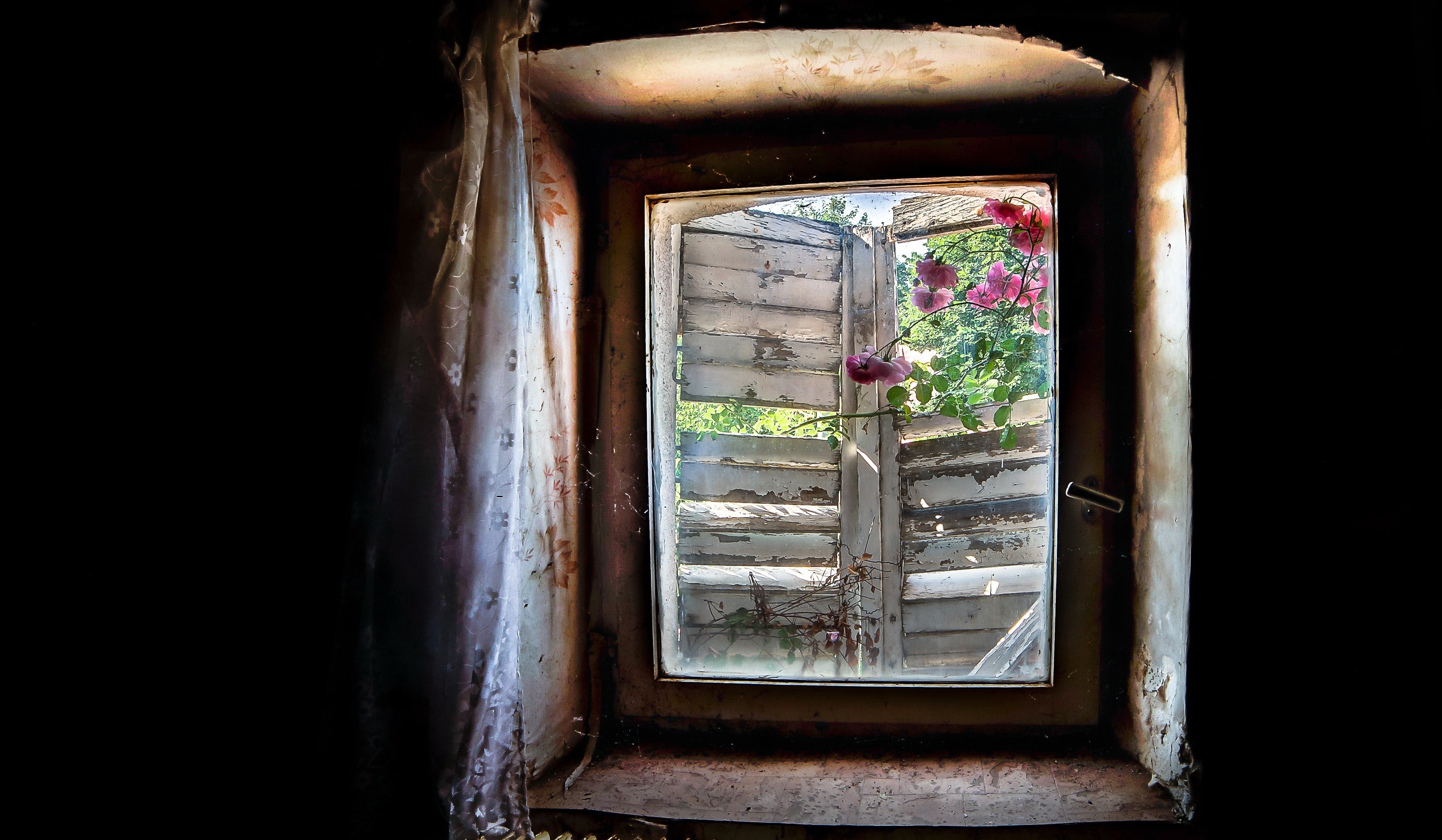 View through a weathered window with pink roses HD Wallpaper