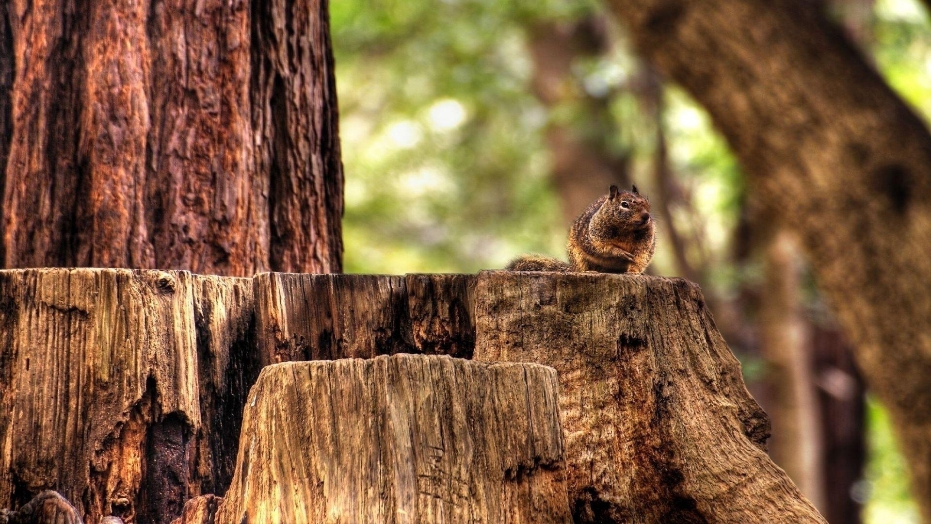 Squirrel on a tree stump in a forest HD Wallpaper