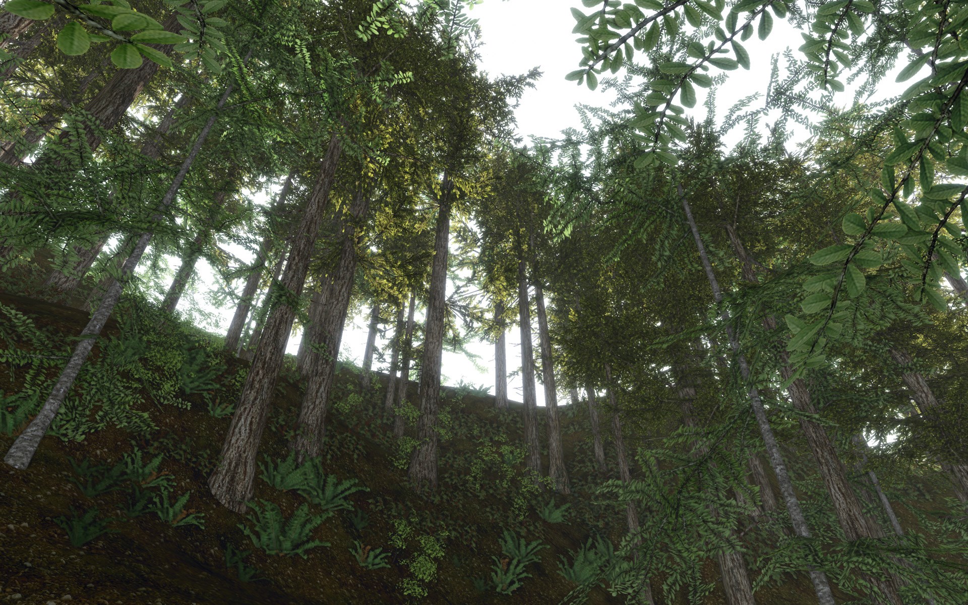 Looking up through a dense forest canopy HD Wallpaper
