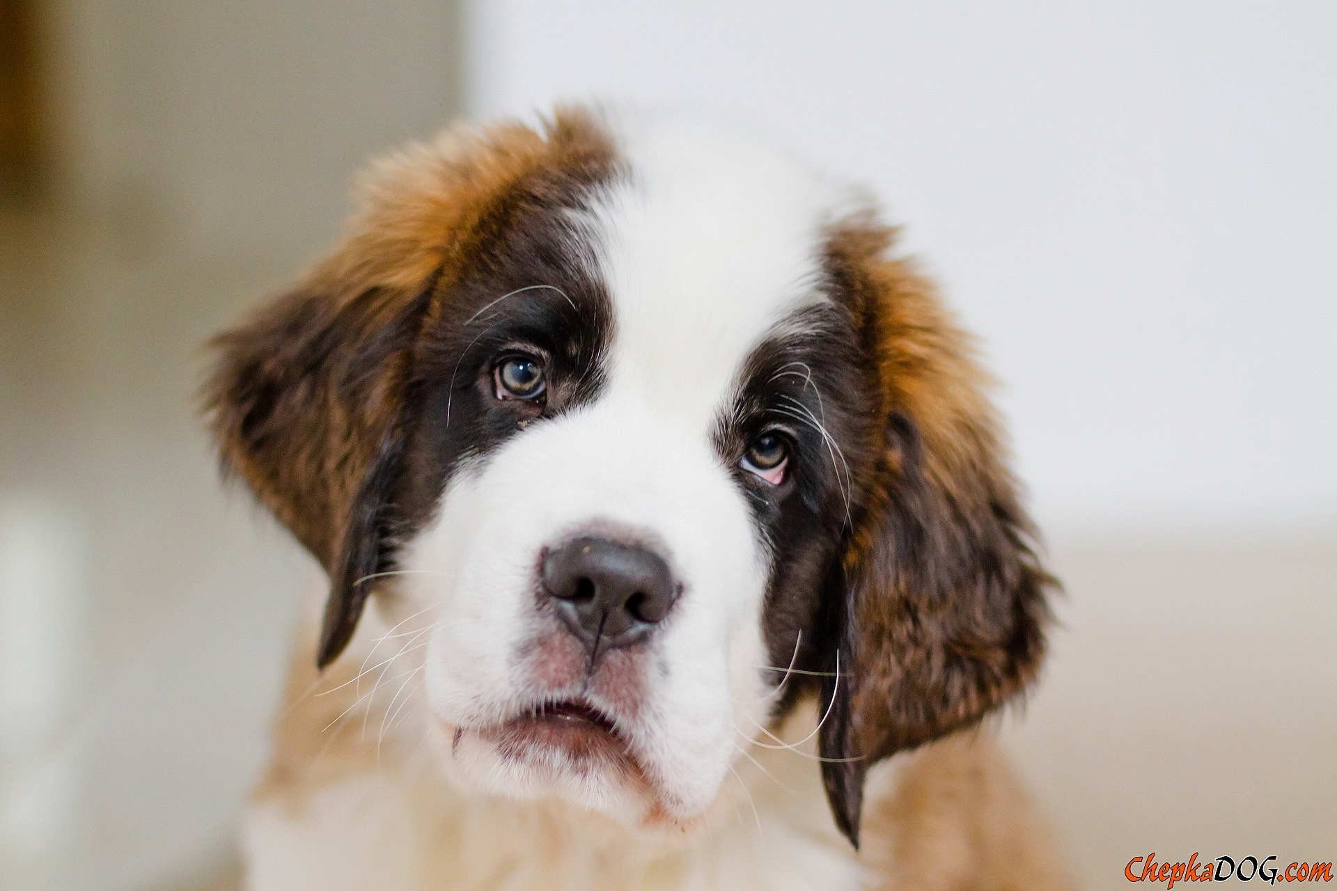 Saint Bernard puppy looking at the camera HD Wallpaper