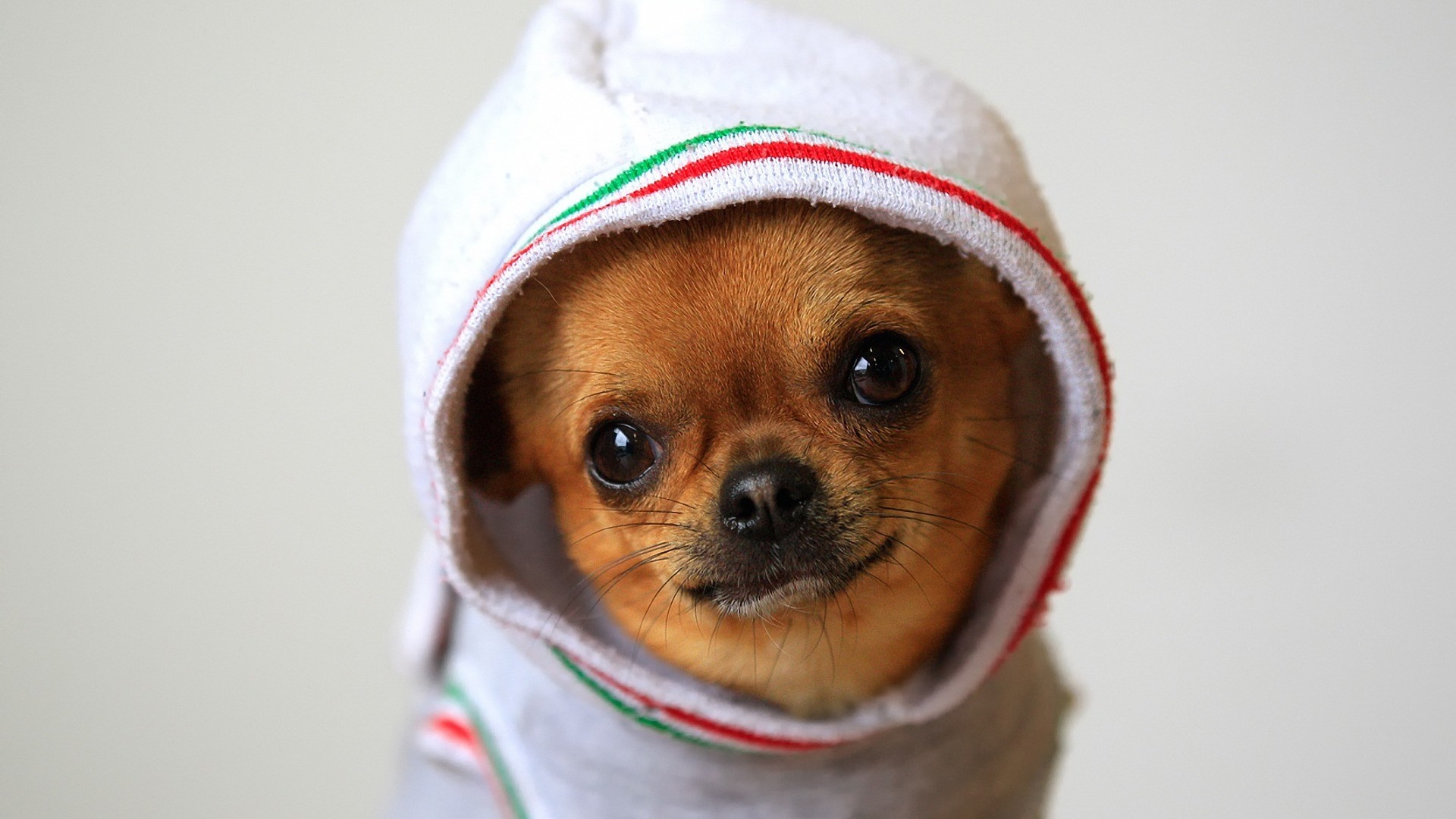 Chihuahua dog wearing a hoodie HD Wallpaper