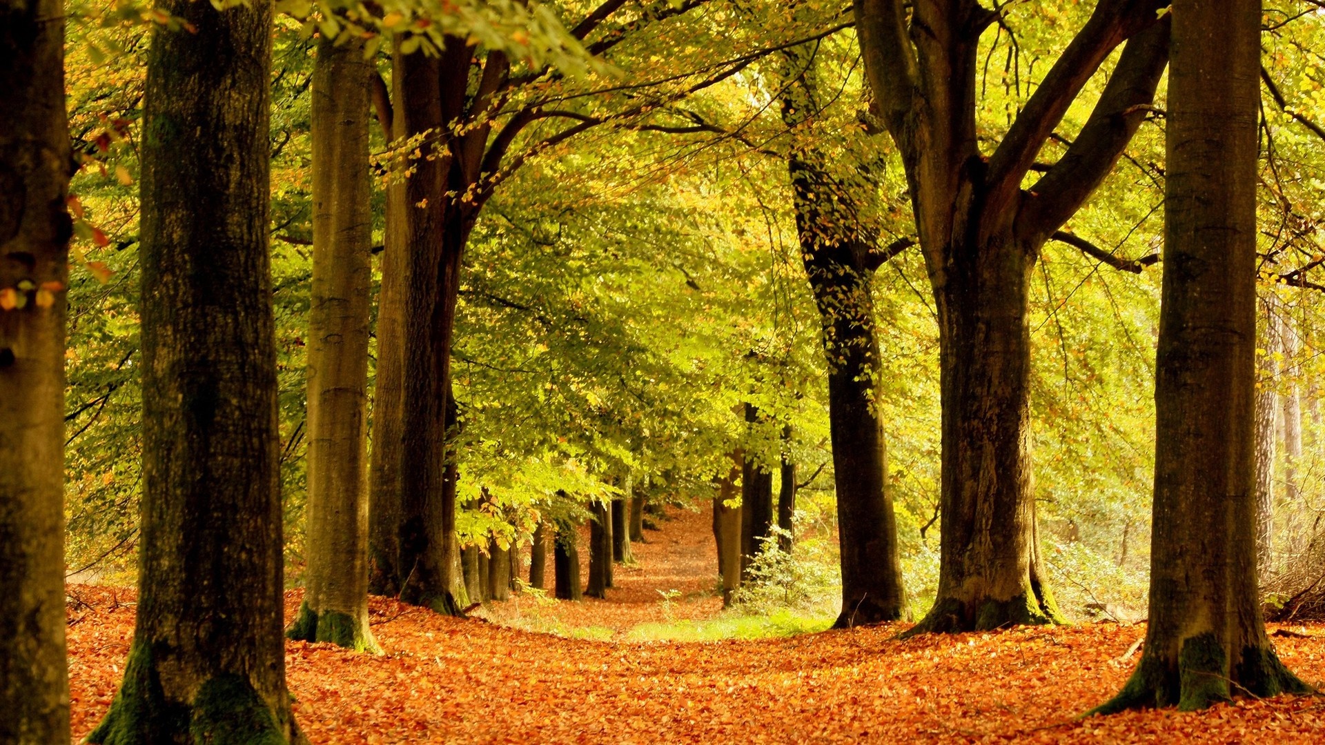 Autumn forest path with fallen leaves and sunlight HD Wallpaper