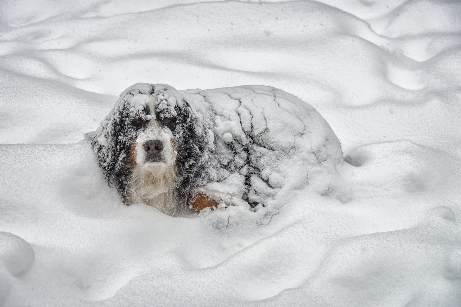 Dog covered in snow in winter HD Wallpaper