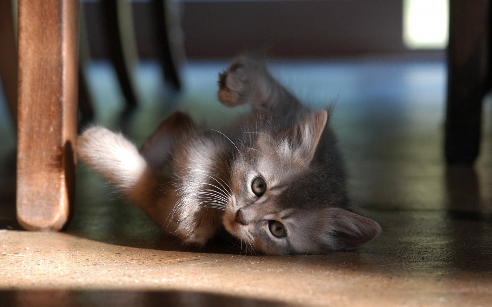 A fluffy gray kitten lies on its back on the floor. HD Wallpaper