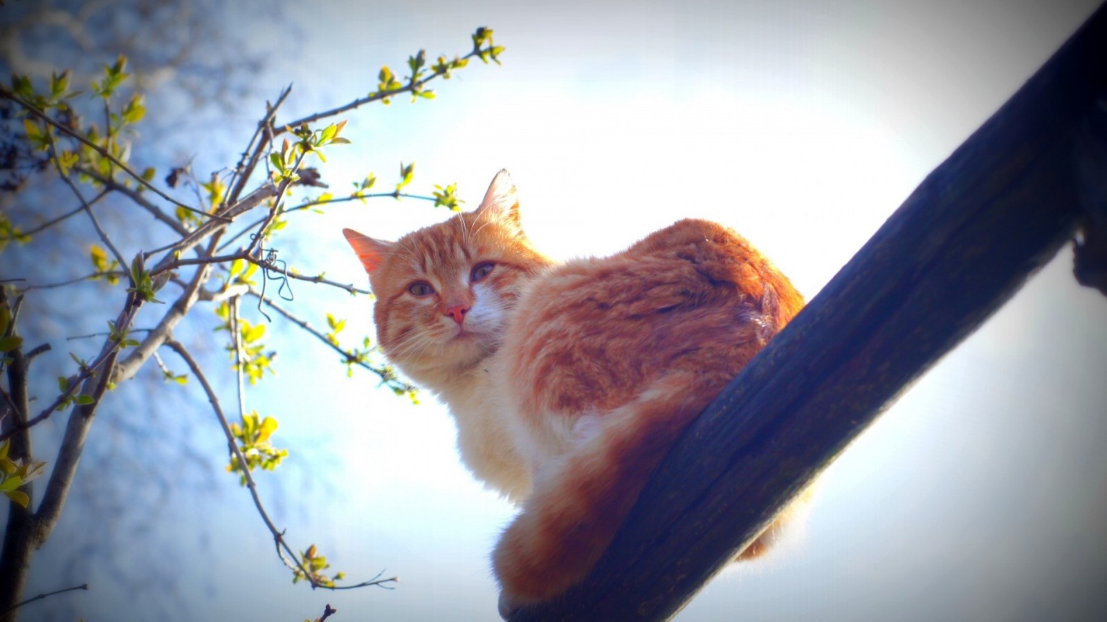 Orange and white cat sitting on a branch HD Wallpaper