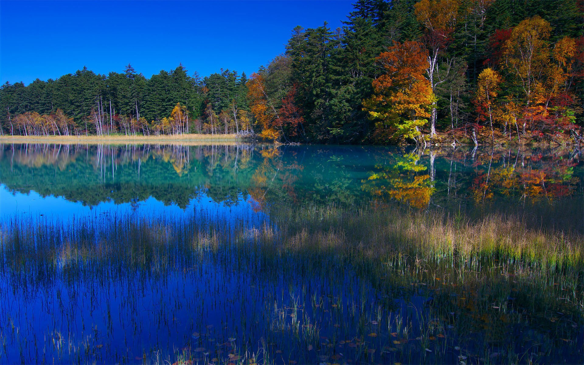 Autumn forest reflected in a clear blue lake HD Wallpaper