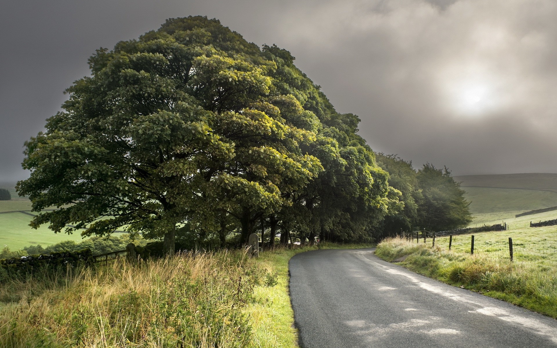 A winding road through a green landscape with large trees HD Wallpaper