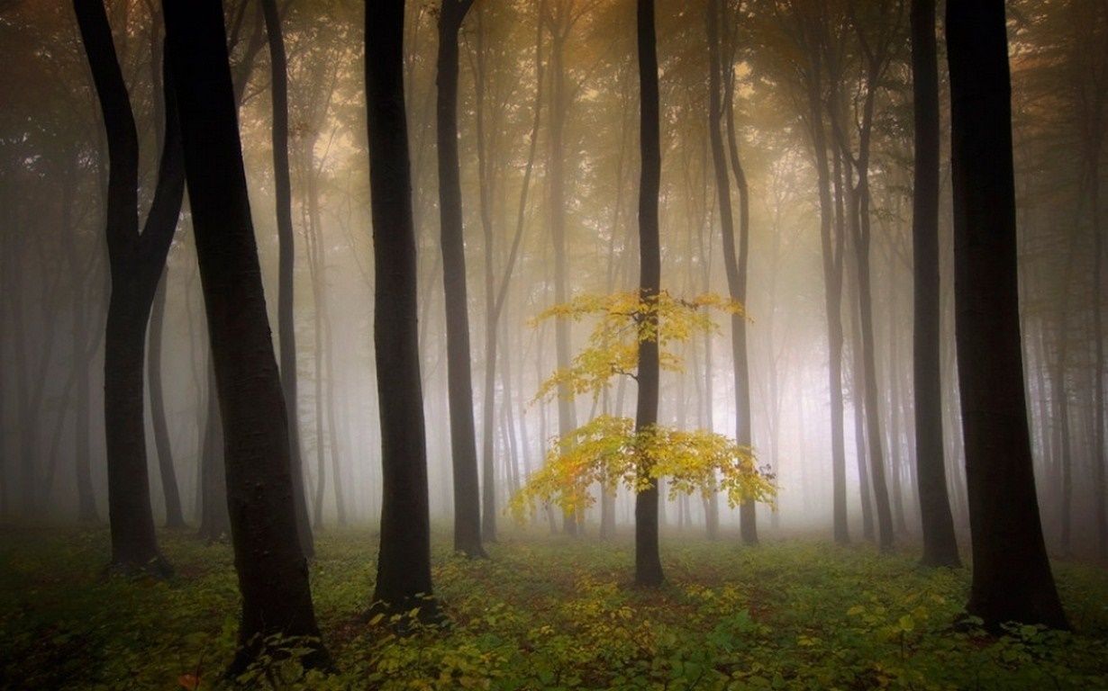 Misty forest with a single yellow tree in autumn HD Wallpaper