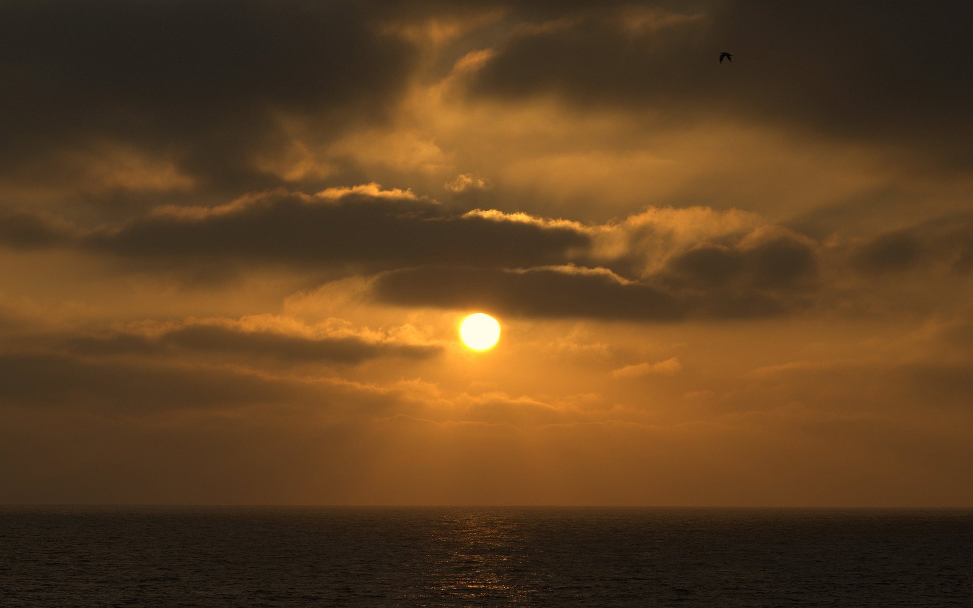 Sunset over the ocean with clouds and a bird HD Wallpaper