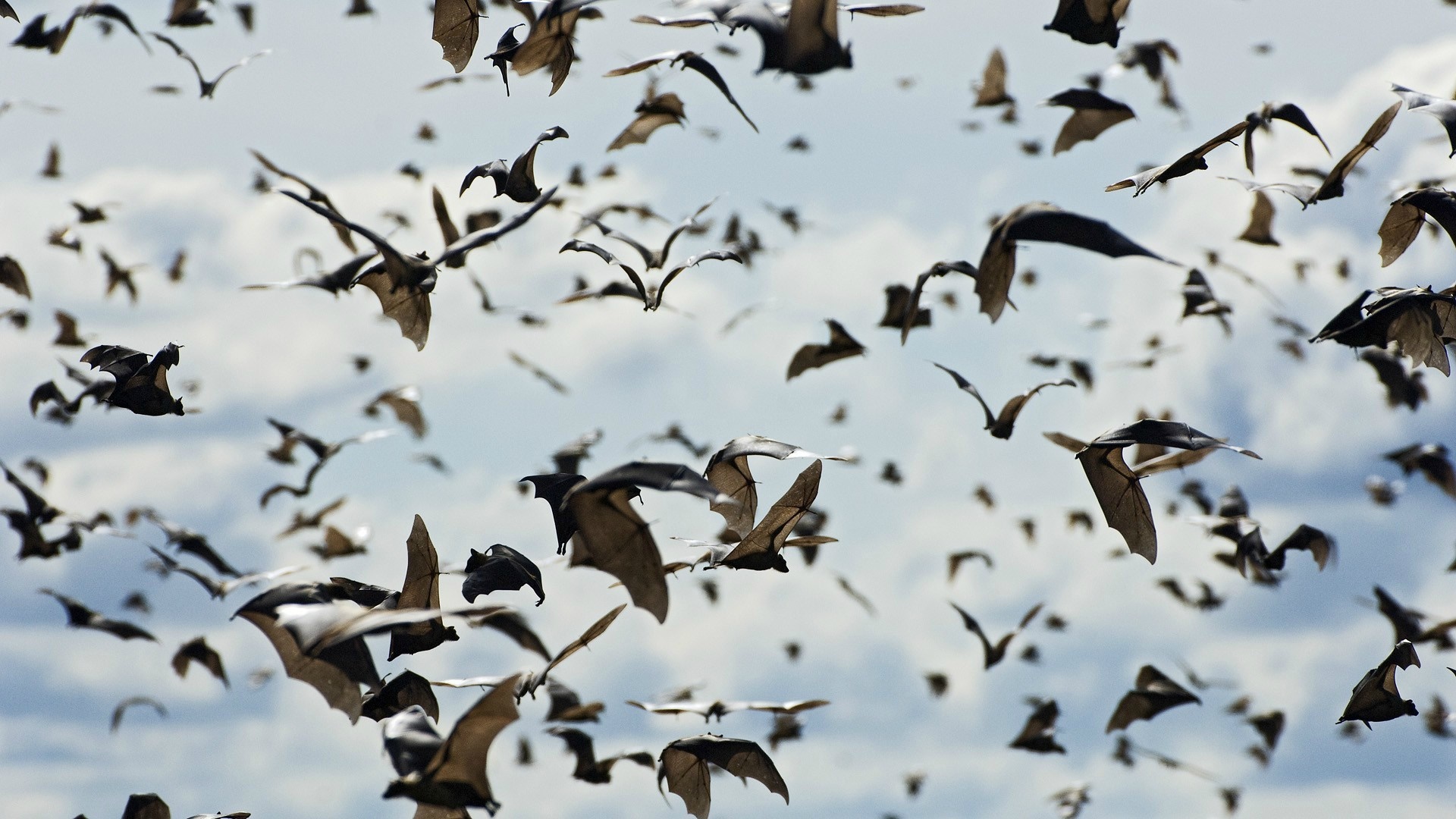 A large flock of bats flying in the sky HD Wallpaper