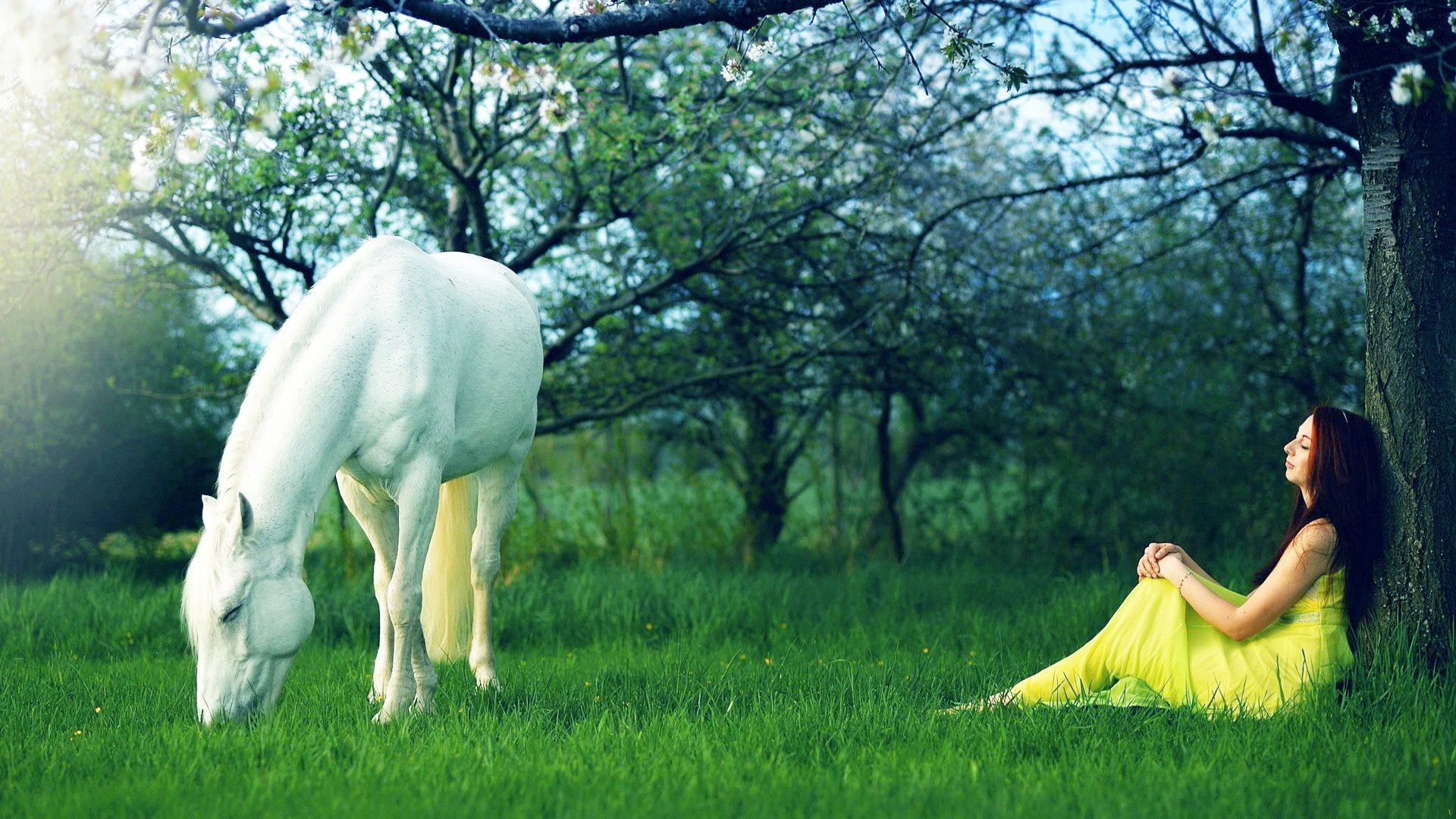Woman in yellow dress with white horse in a meadow HD Wallpaper