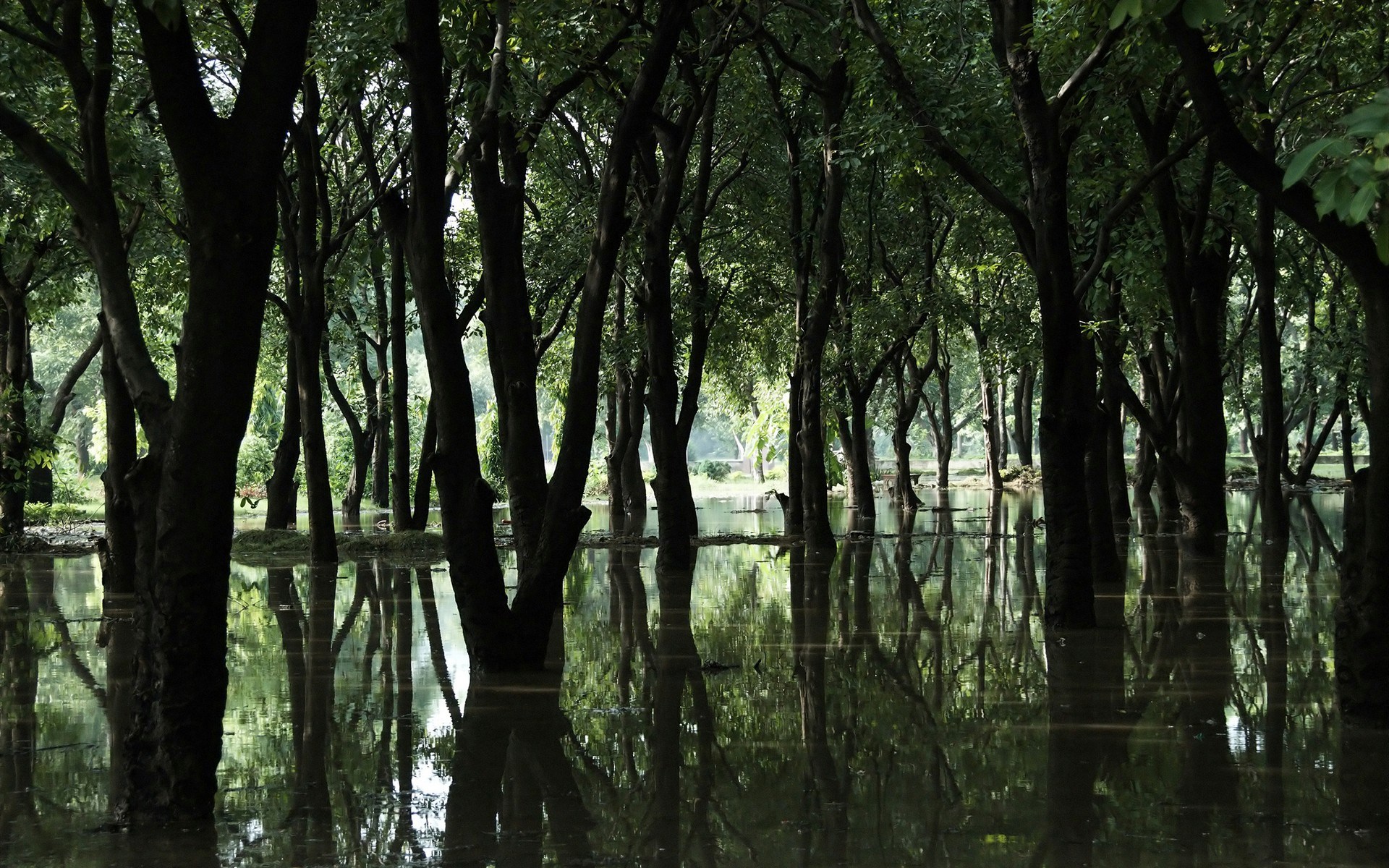 Flooded forest with reflections of trees HD Wallpaper