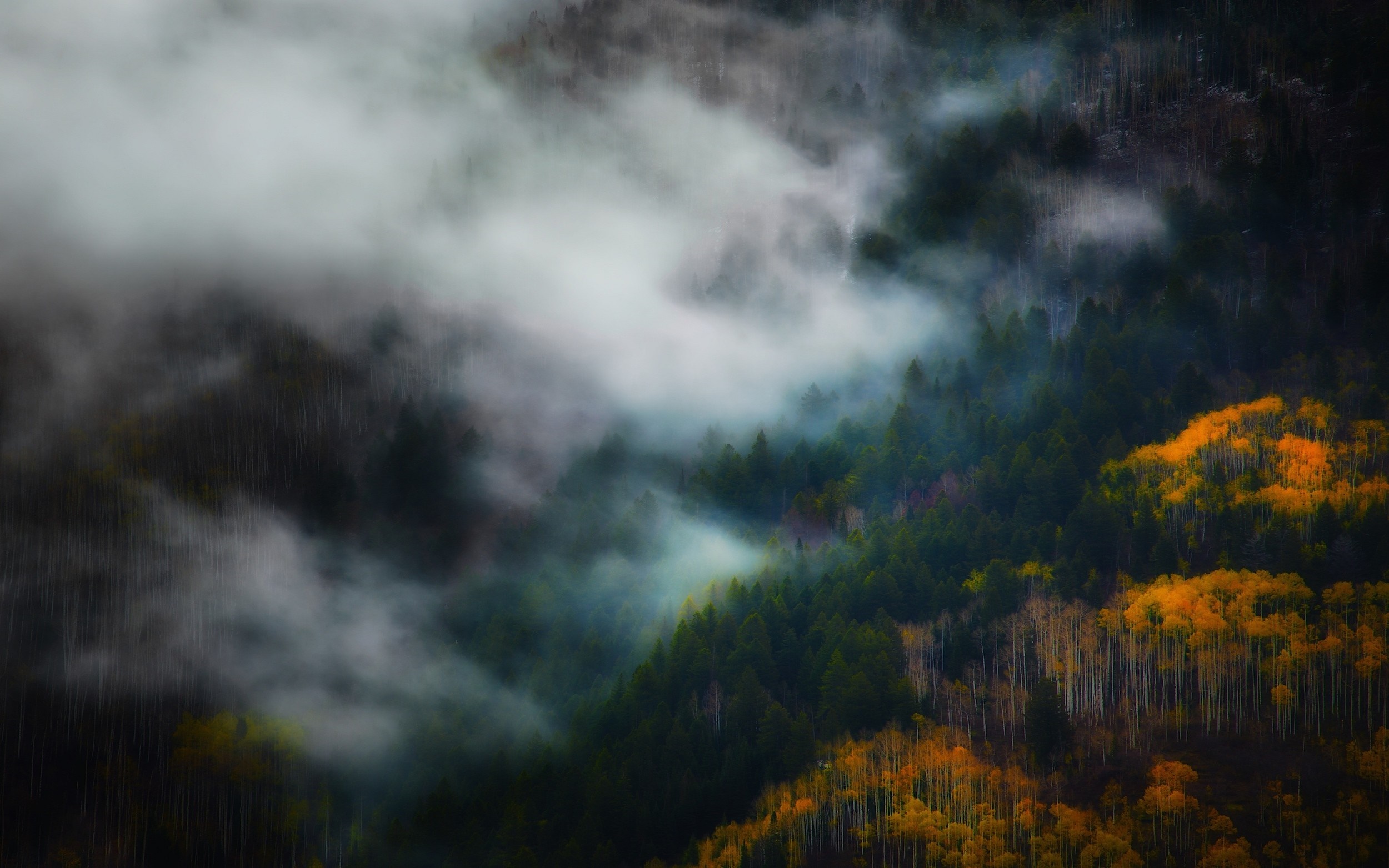 Misty forest with autumn trees HD Wallpaper