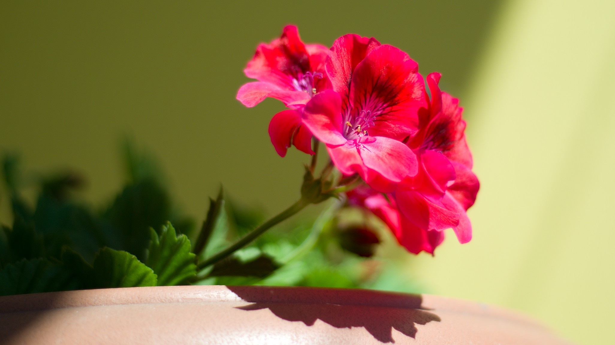 Close up of red geranium flowers in a pot HD Wallpaper