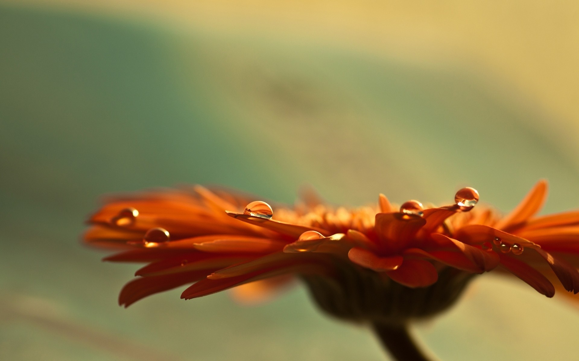 Close-up of an orange flower with water droplets HD Wallpaper