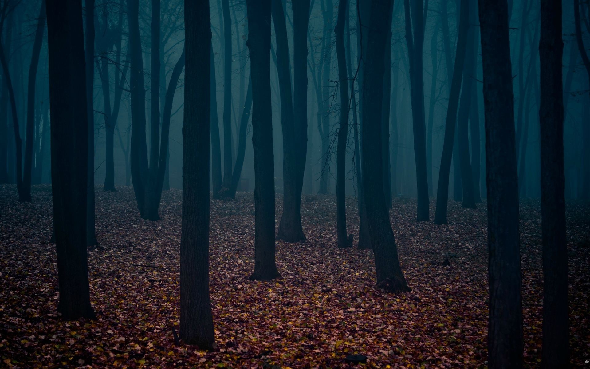 Dark forest with fallen leaves in autumn HD Wallpaper