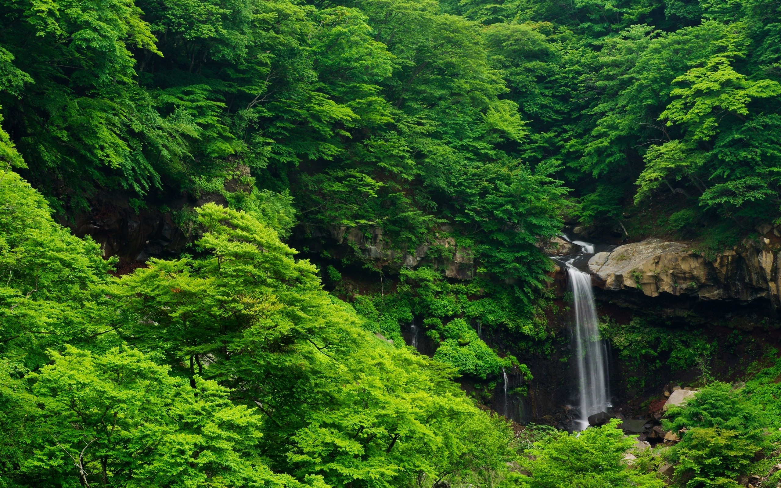 Waterfall cascading through a dense green forest HD Wallpaper