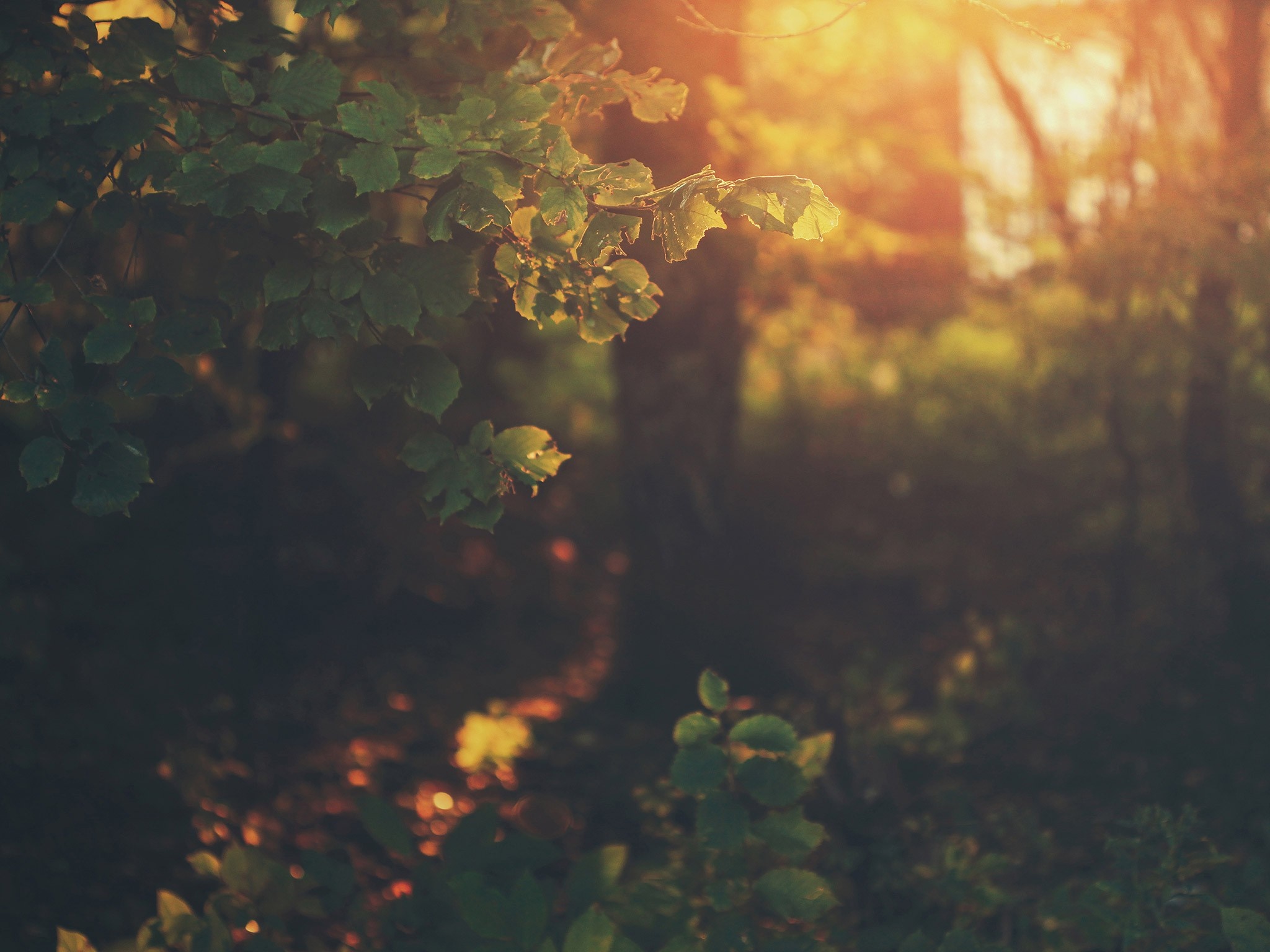Sunlight filtering through leaves in a forest at sunset HD Wallpaper