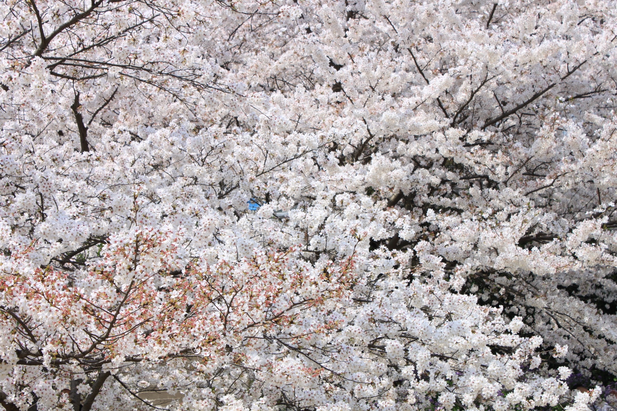 Cherry blossoms in full bloom with a blue bird HD Wallpaper