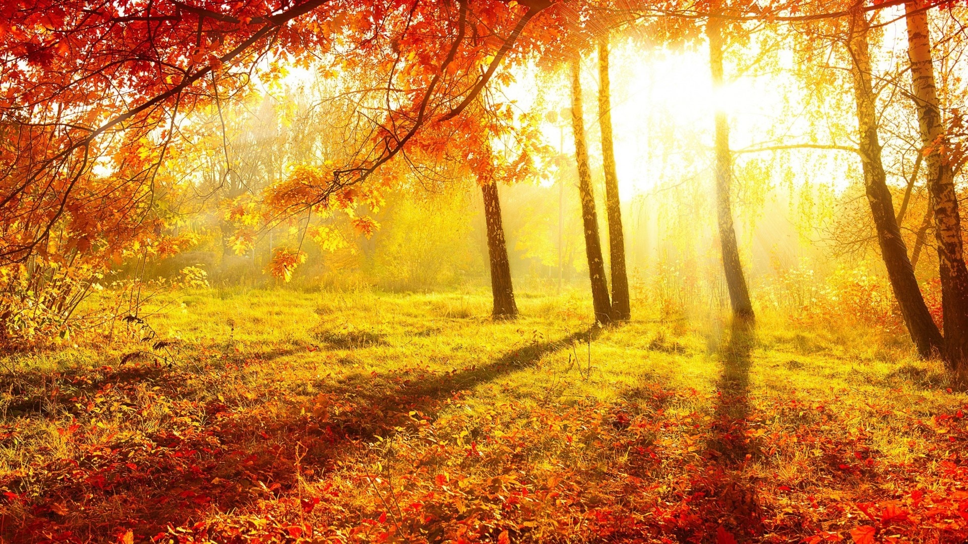 Sunlight filtering through autumn trees in a forest HD Wallpaper