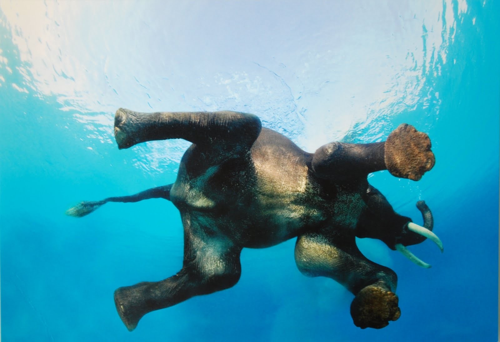Elephant swimming underwater HD Wallpaper