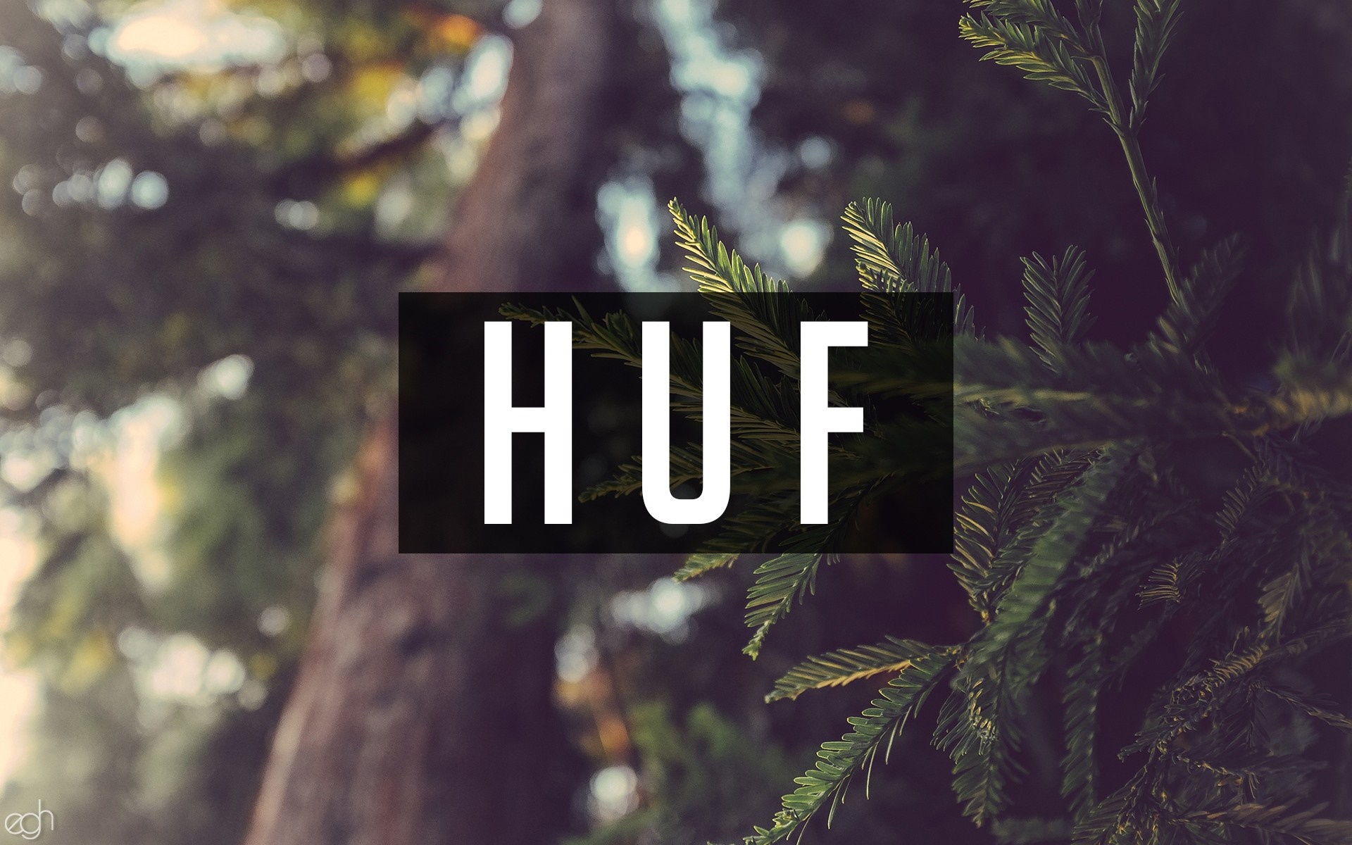 HUF logo over a forest background HD Wallpaper