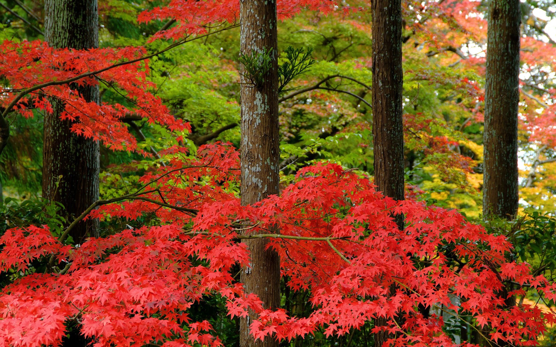 Red Maple Leaves and Trees in Autumn HD Wallpaper