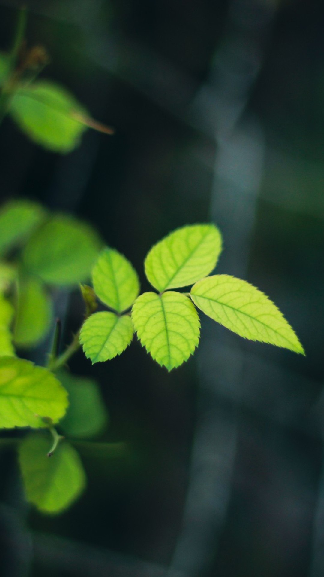 Close-up of green leaves with sunlight HD Wallpaper
