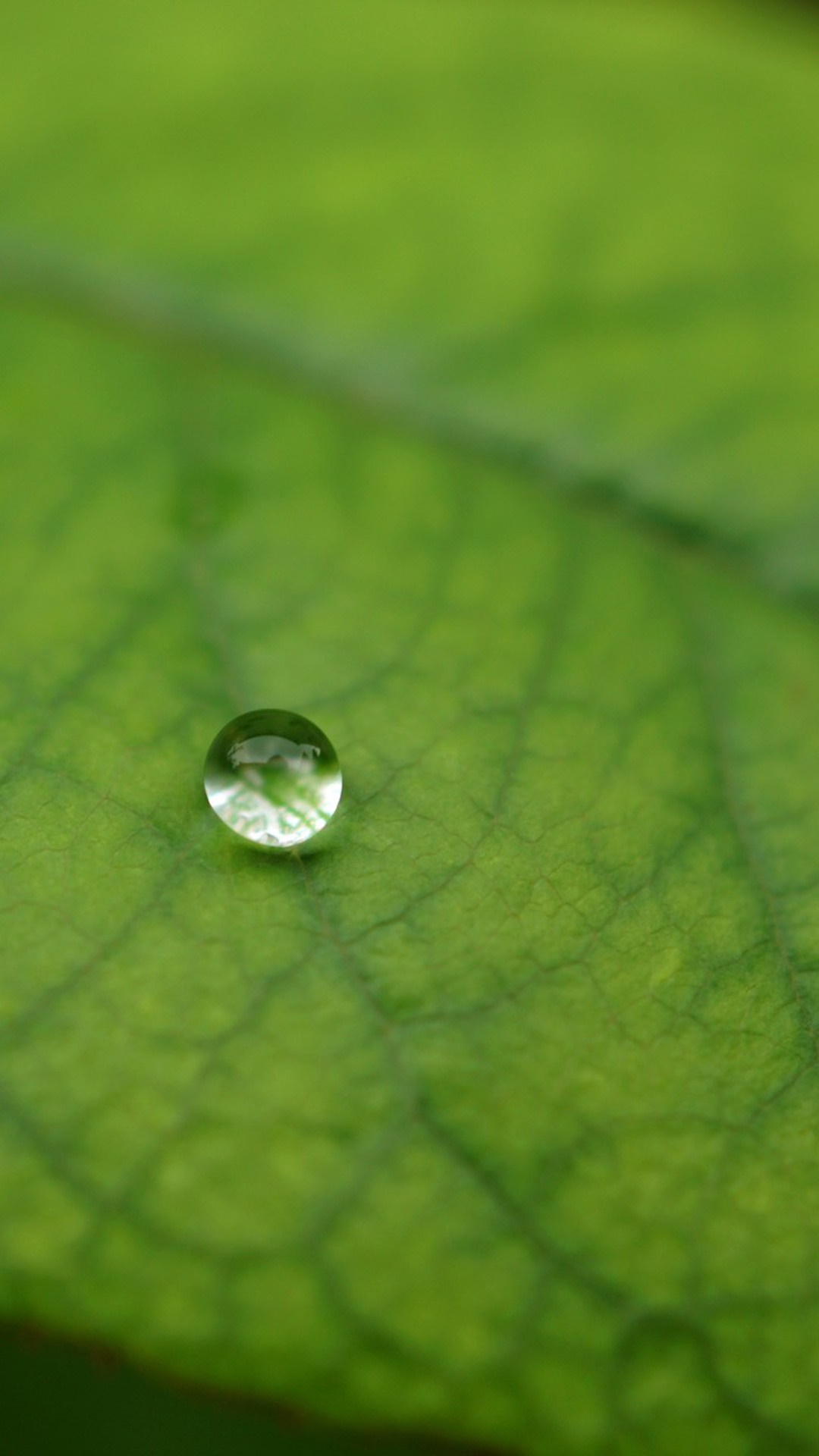 Close-up of a water drop on a green leaf HD Wallpaper