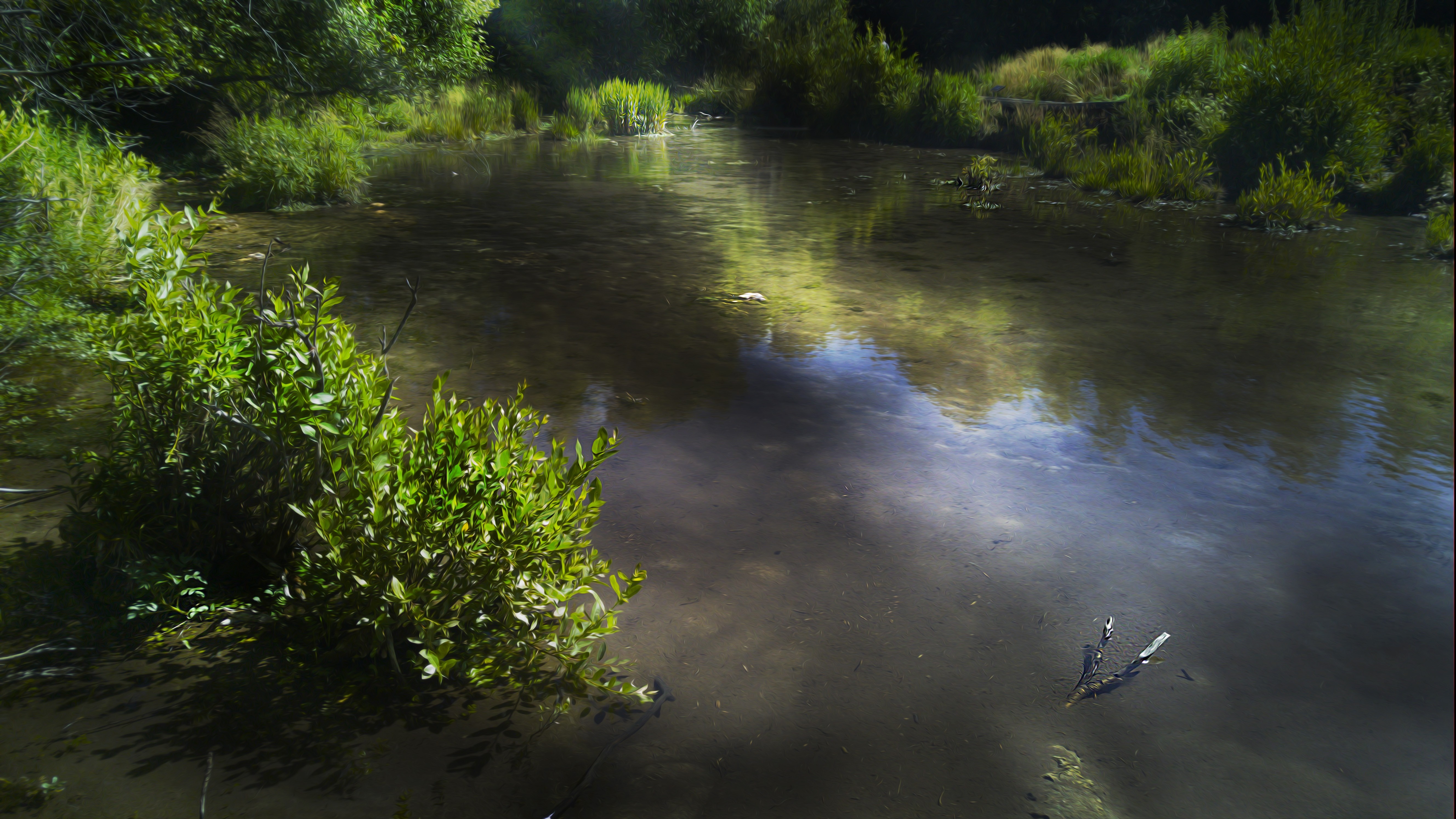 A tranquil pond surrounded by lush green foliage HD Wallpaper